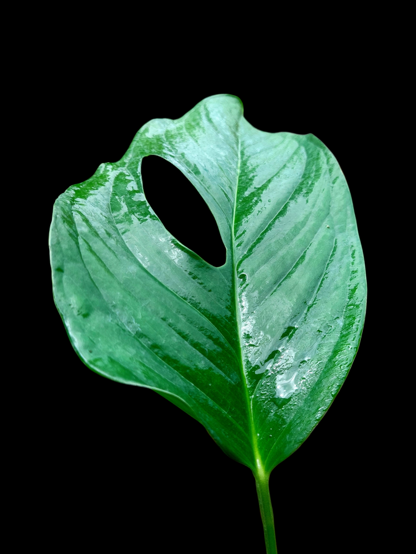 Monstera sp. 'Gracilis Loreto' (EXACT PLANT)
