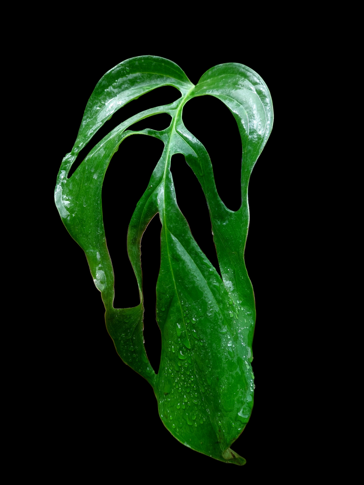 Monstera sp. 'Gracilis Loreto' (EXACT PLANT)