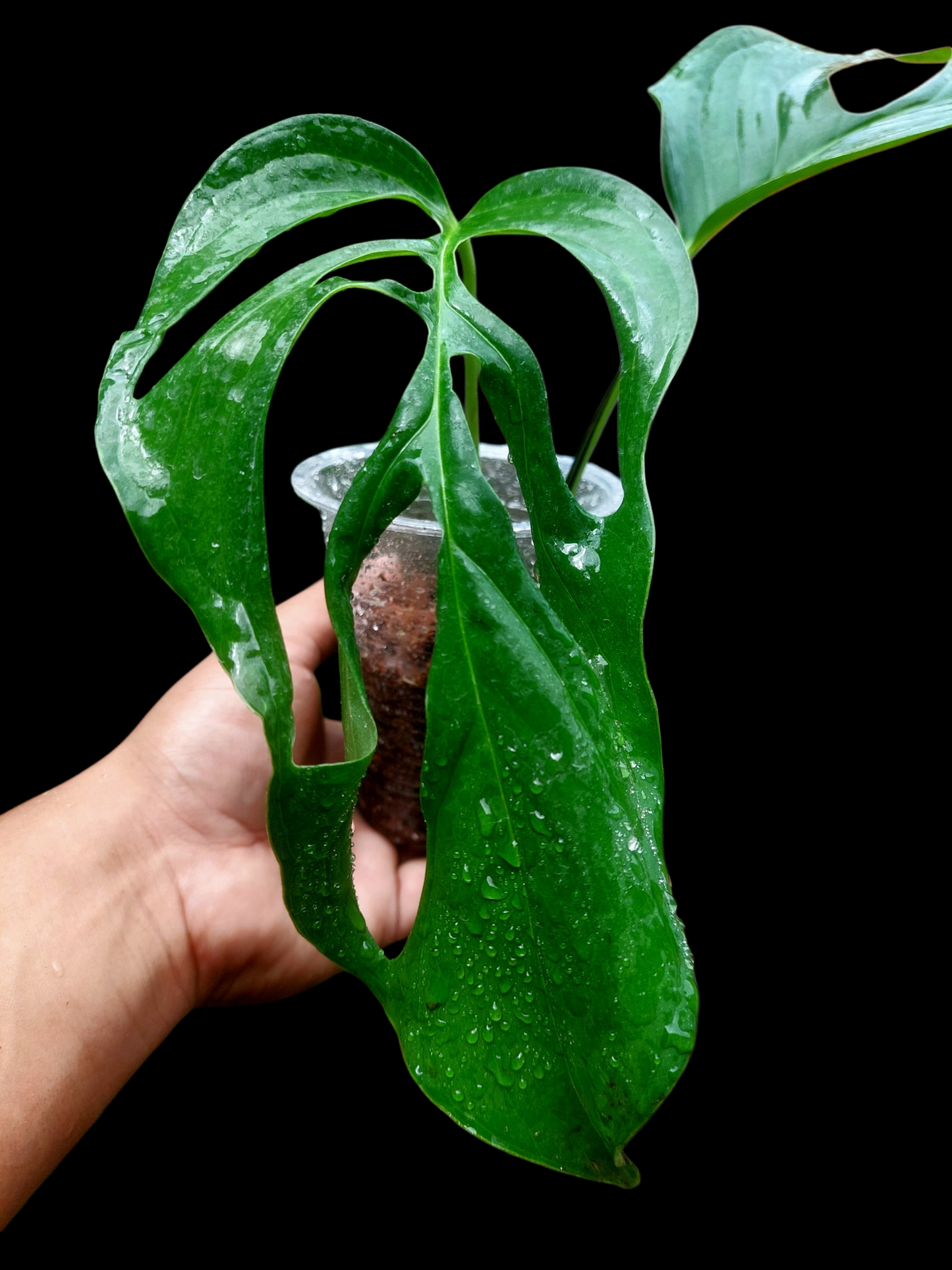 Monstera sp. 'Gracilis Loreto' (EXACT PLANT)