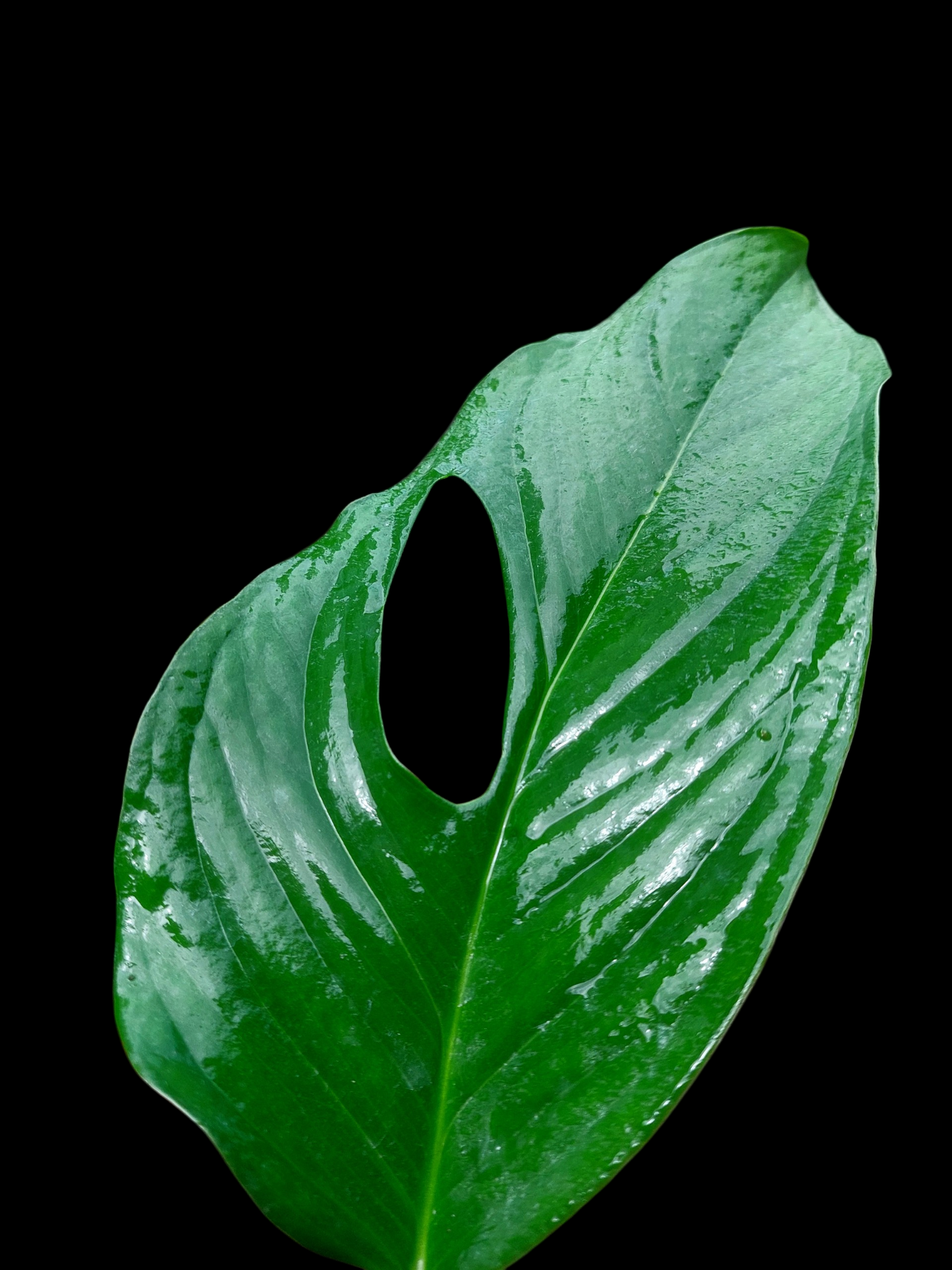 Monstera sp. 'Gracilis Loreto' (EXACT PLANT)