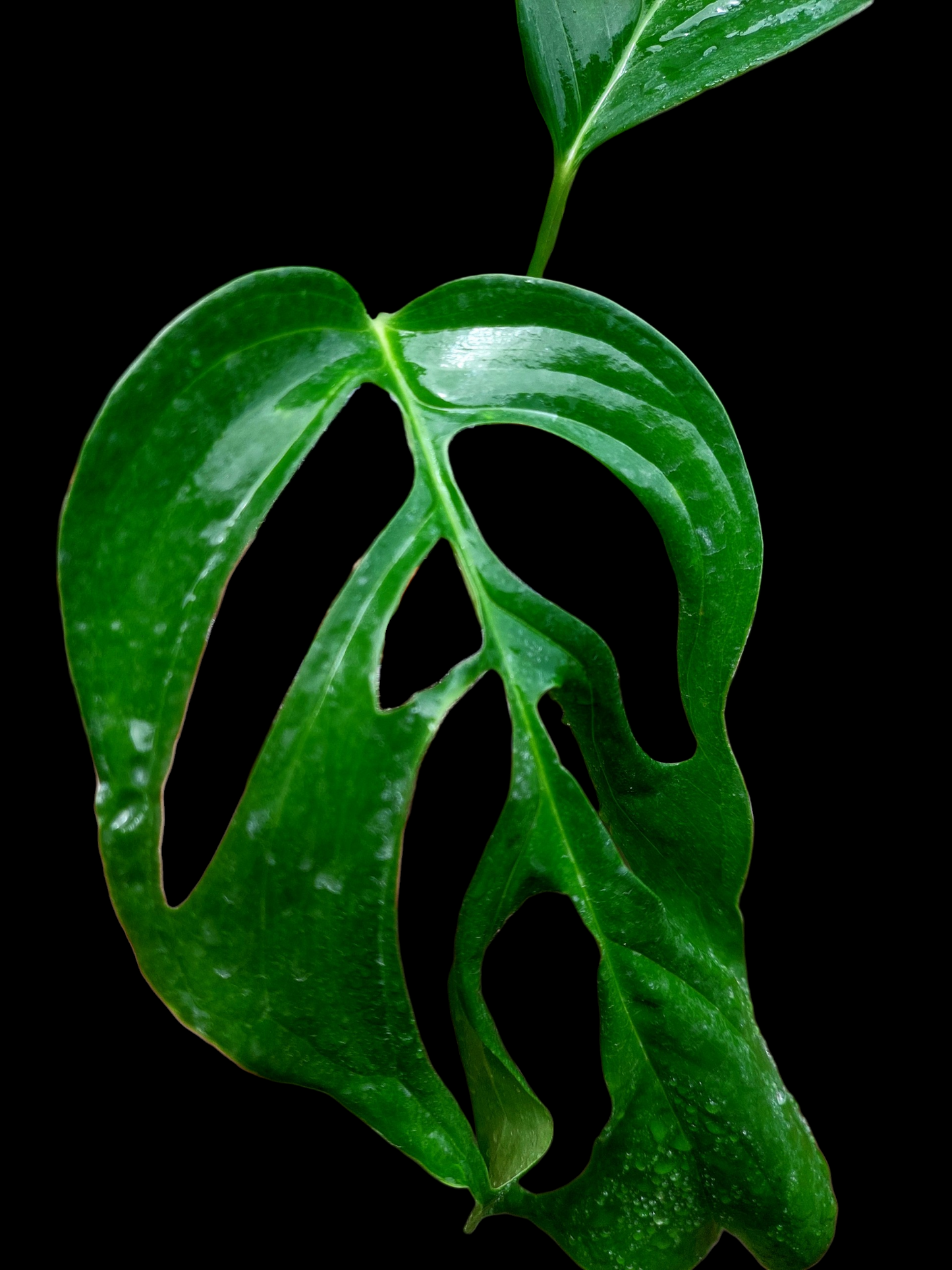 Monstera sp. 'Gracilis Loreto' (EXACT PLANT)