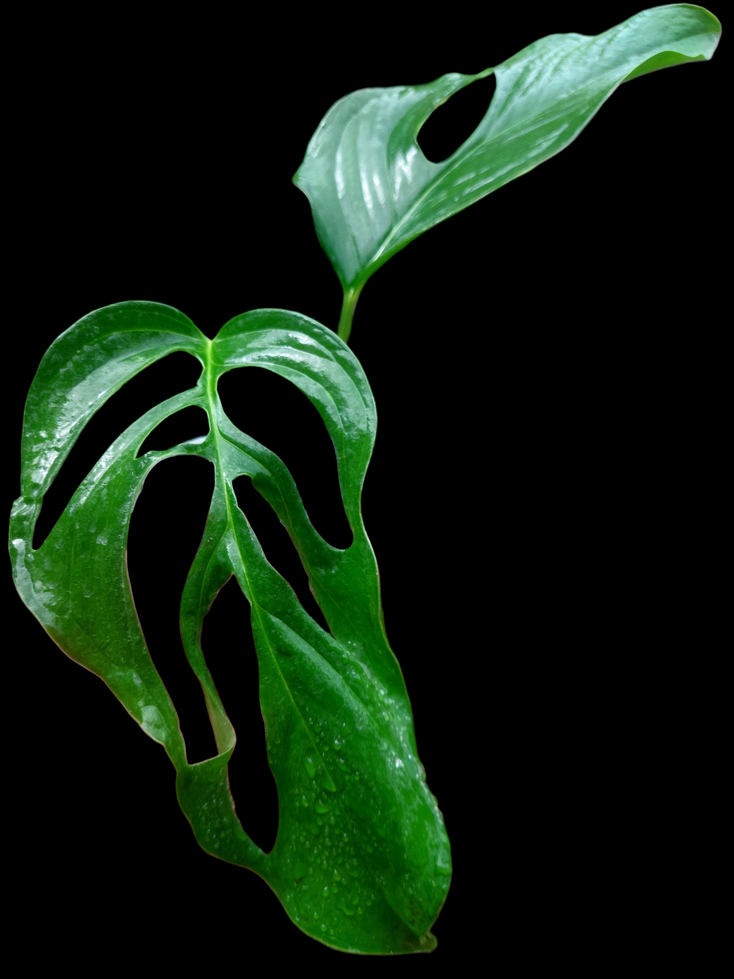 Monstera sp. 'Gracilis Loreto' (EXACT PLANT)
