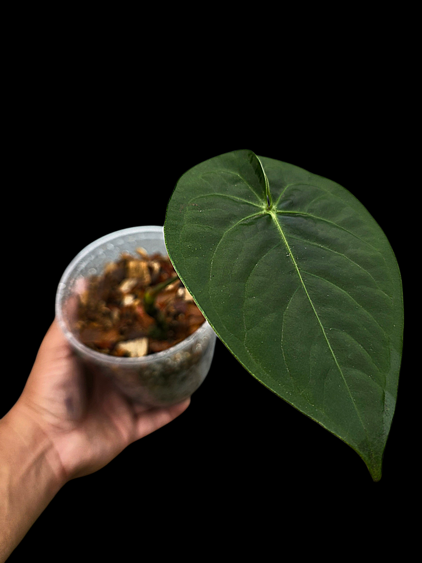 Anthurium sp. 'Tarapoto Dark Velvet' Wild Ecotype (EXACT PLANT)