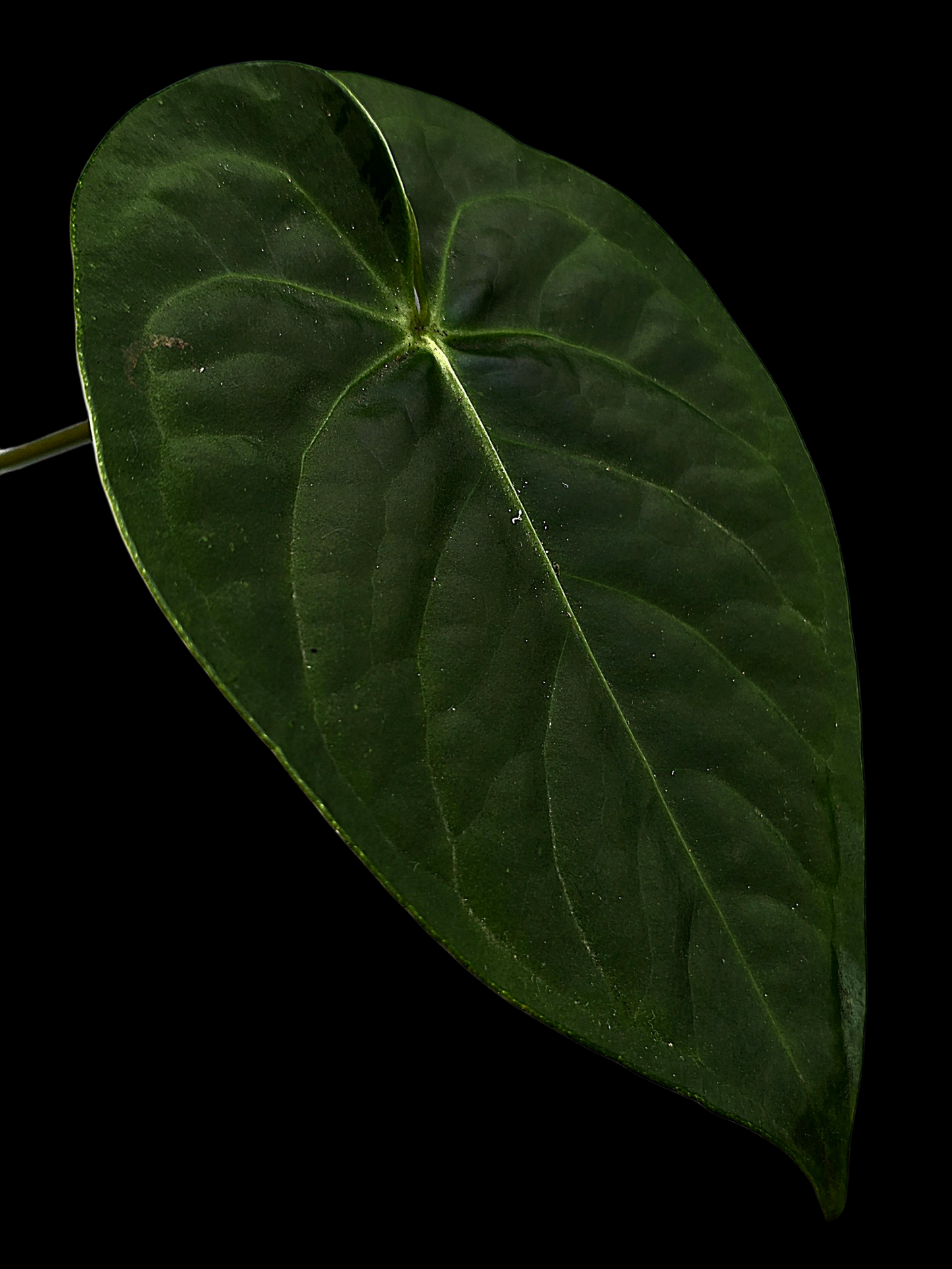 Anthurium sp. 'Tarapoto Dark Velvet' Wild Ecotype (EXACT PLANT)