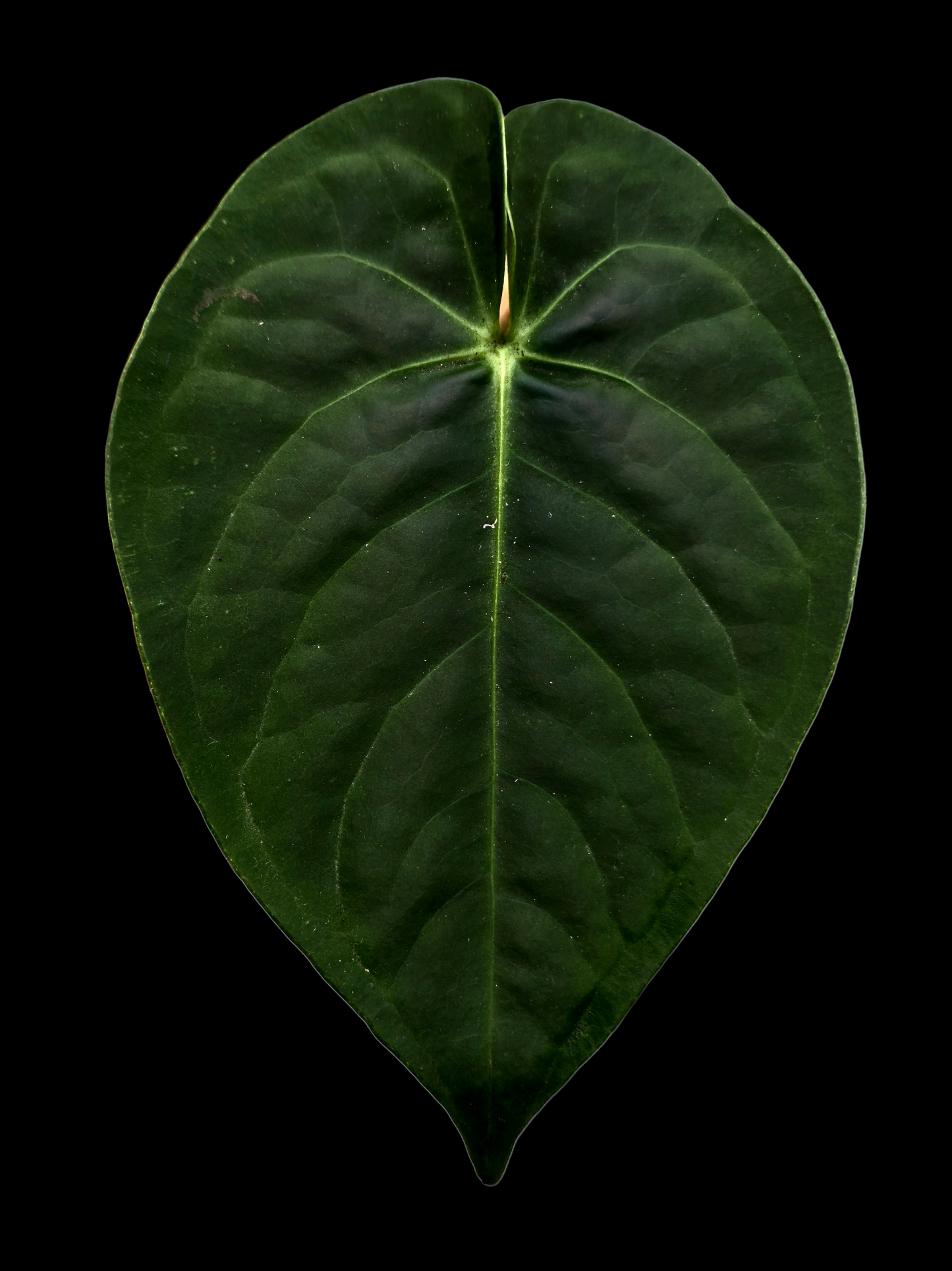 Anthurium sp. 'Tarapoto Dark Velvet' Wild Ecotype (EXACT PLANT)