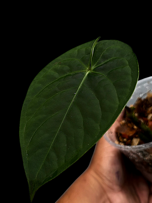 Anthurium sp. 'Tarapoto Dark Velvet' Wild Ecotype (EXACT PLANT)