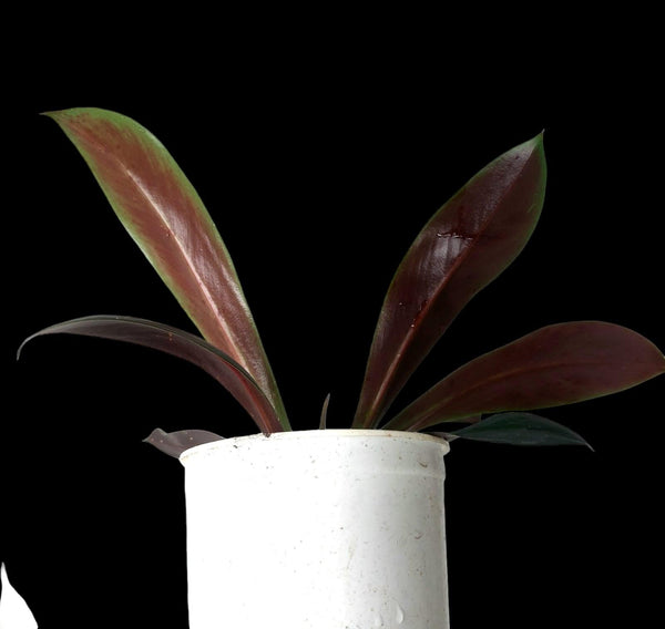 philodendron linnaei for sale Amazon Plants Peru
