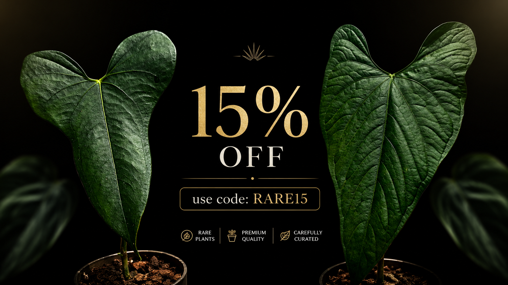RARE15 15% OFF