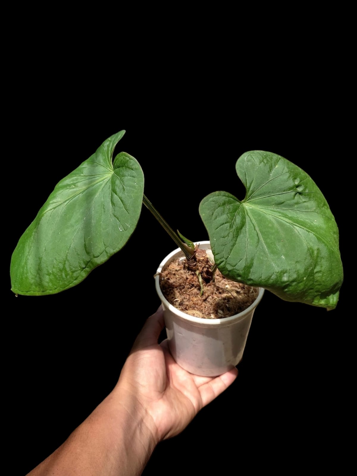 Anthurium Kunayalense Ecotype (EXACT PLANT) A0029
