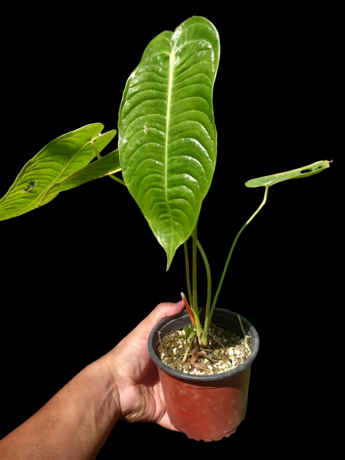Anthurium veitchii (EXACT PLANT)