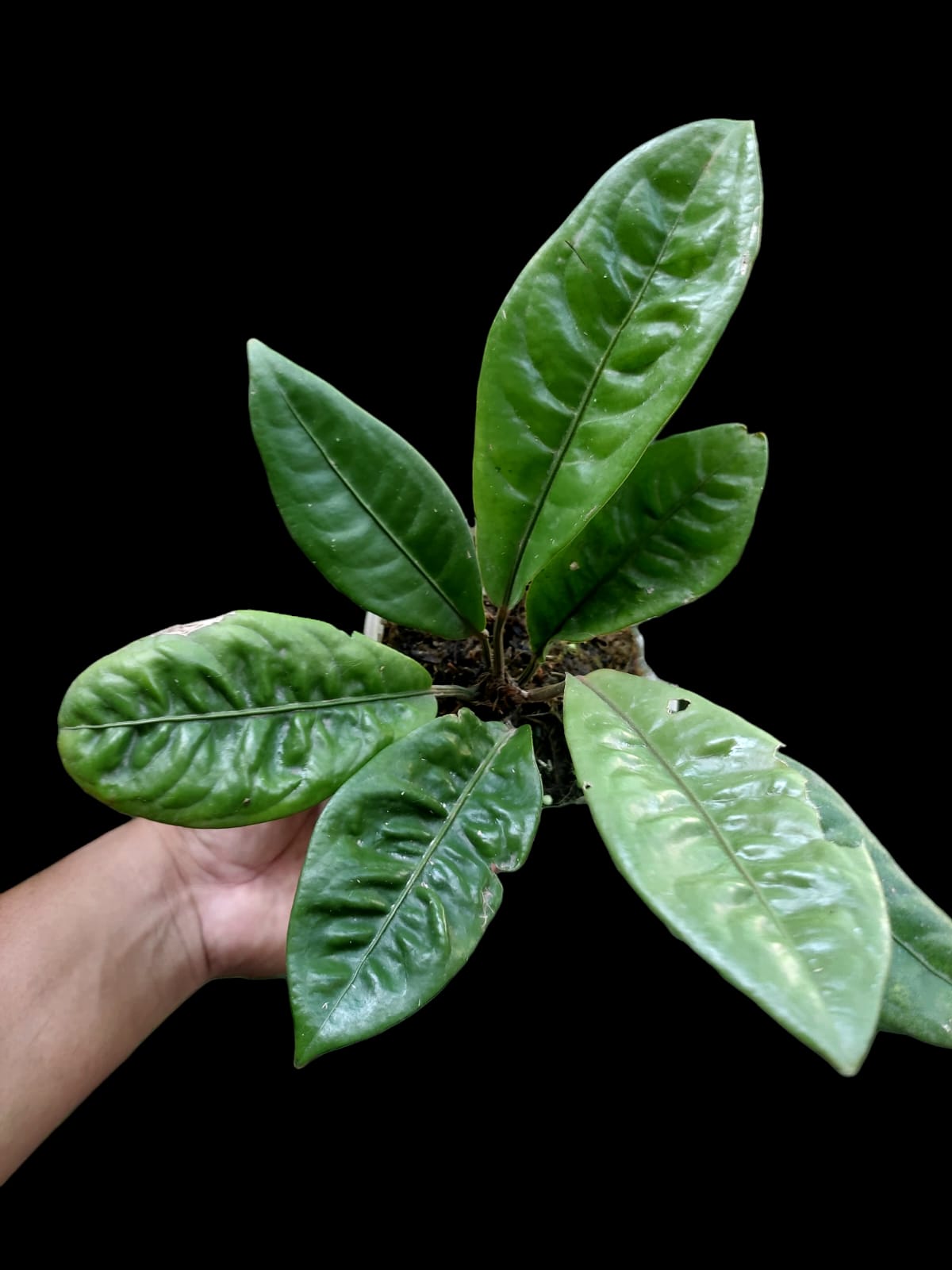 Anthurium Willifordi aff (EXACT PLANT)