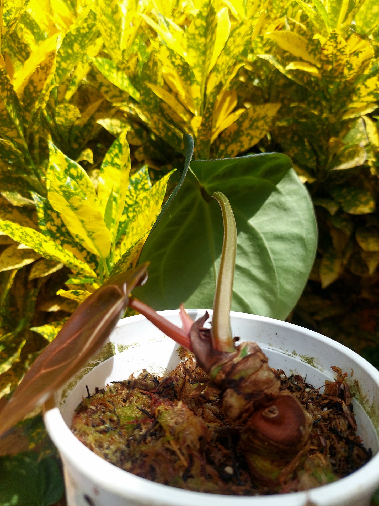 Anthurium Carlablackiae Wild Ecotype 2 Leaves Size Medium Pure Specie (EXACT PLANT)