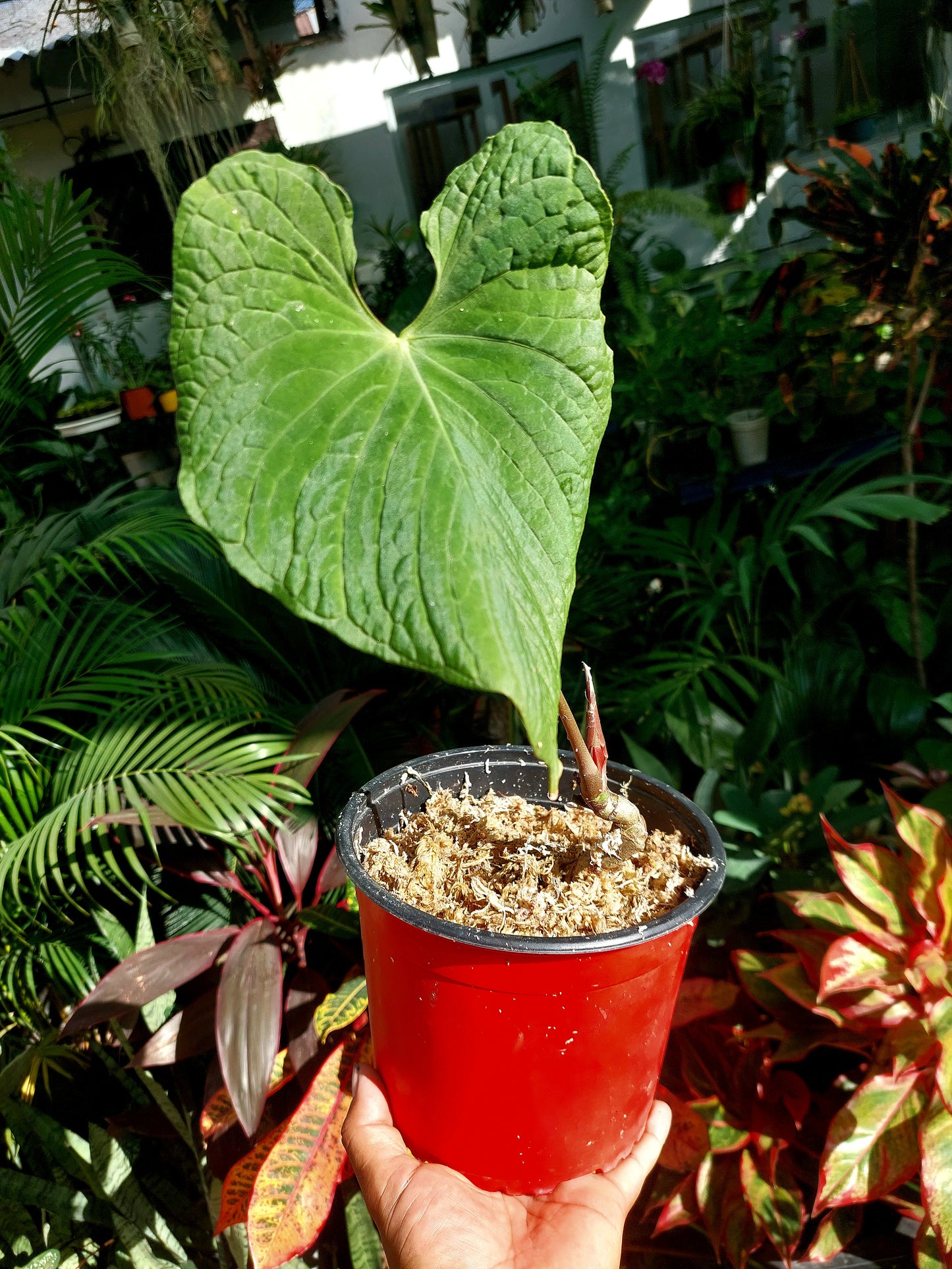 Anthurium Sp. Purple (EXACT PLANT)