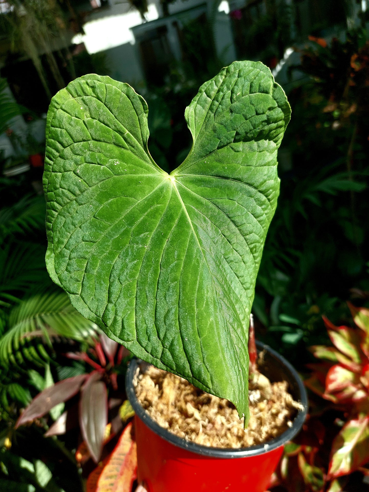 Anthurium Sp. Purple (EXACT PLANT)