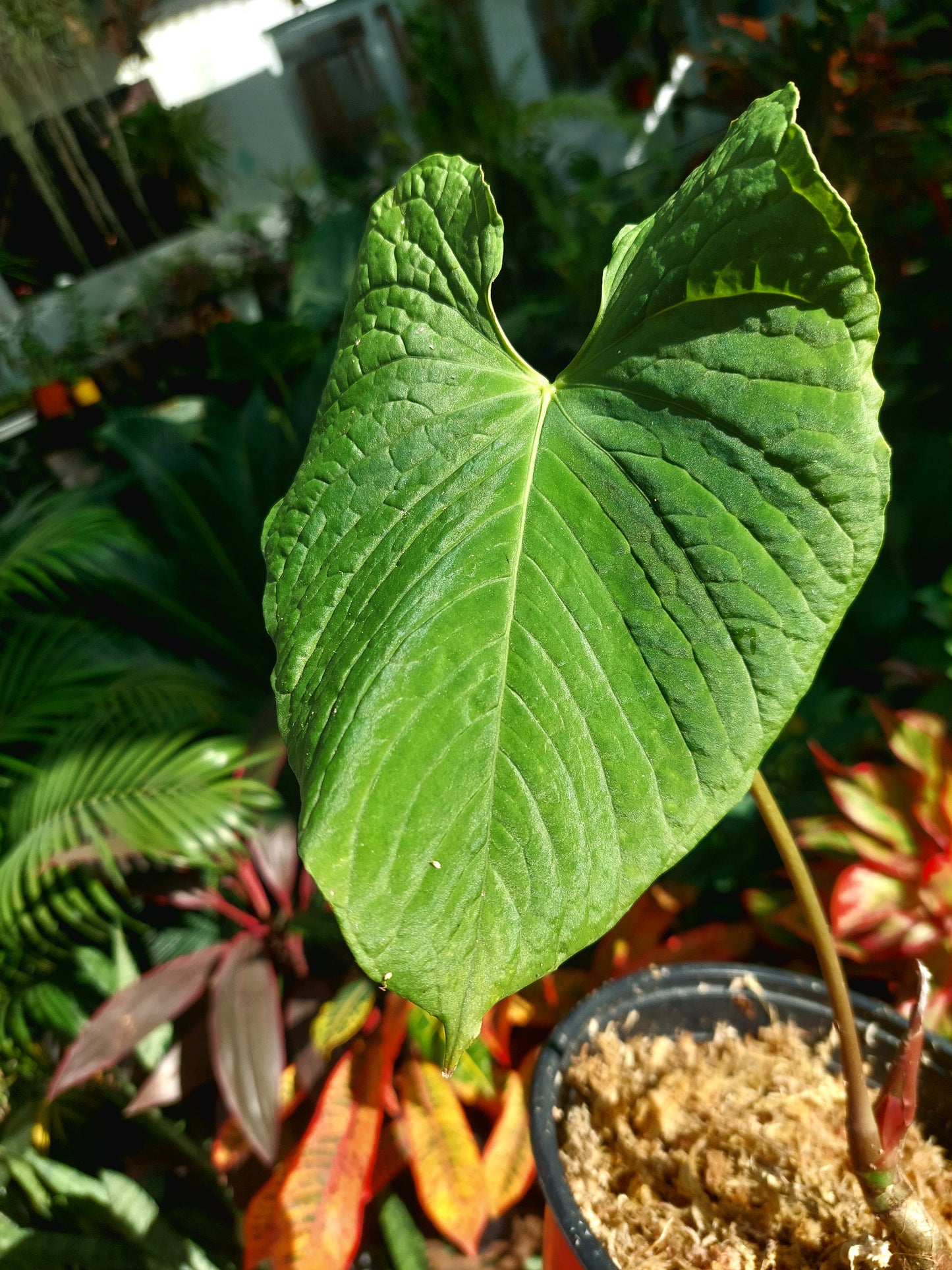 Anthurium Sp. Purple (EXACT PLANT)