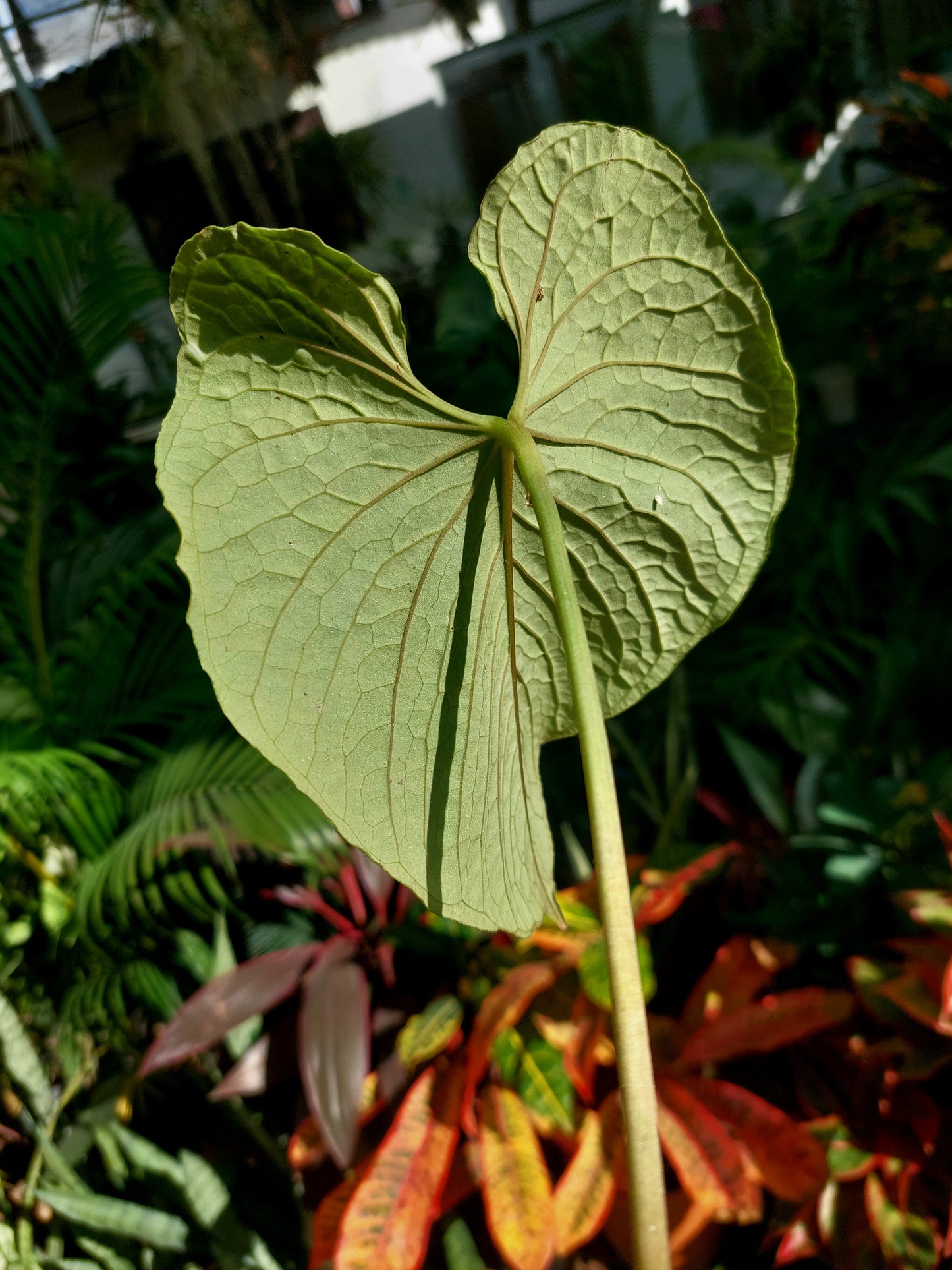 Anthurium Sp. Purple (EXACT PLANT)