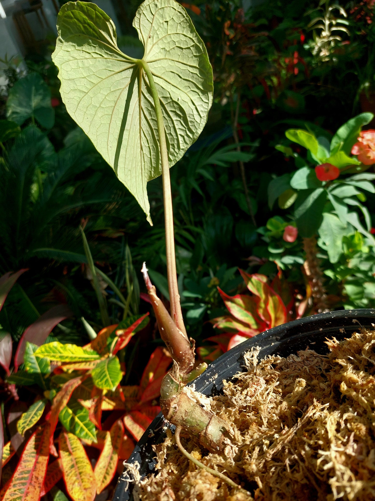 Anthurium Sp. Purple (EXACT PLANT)