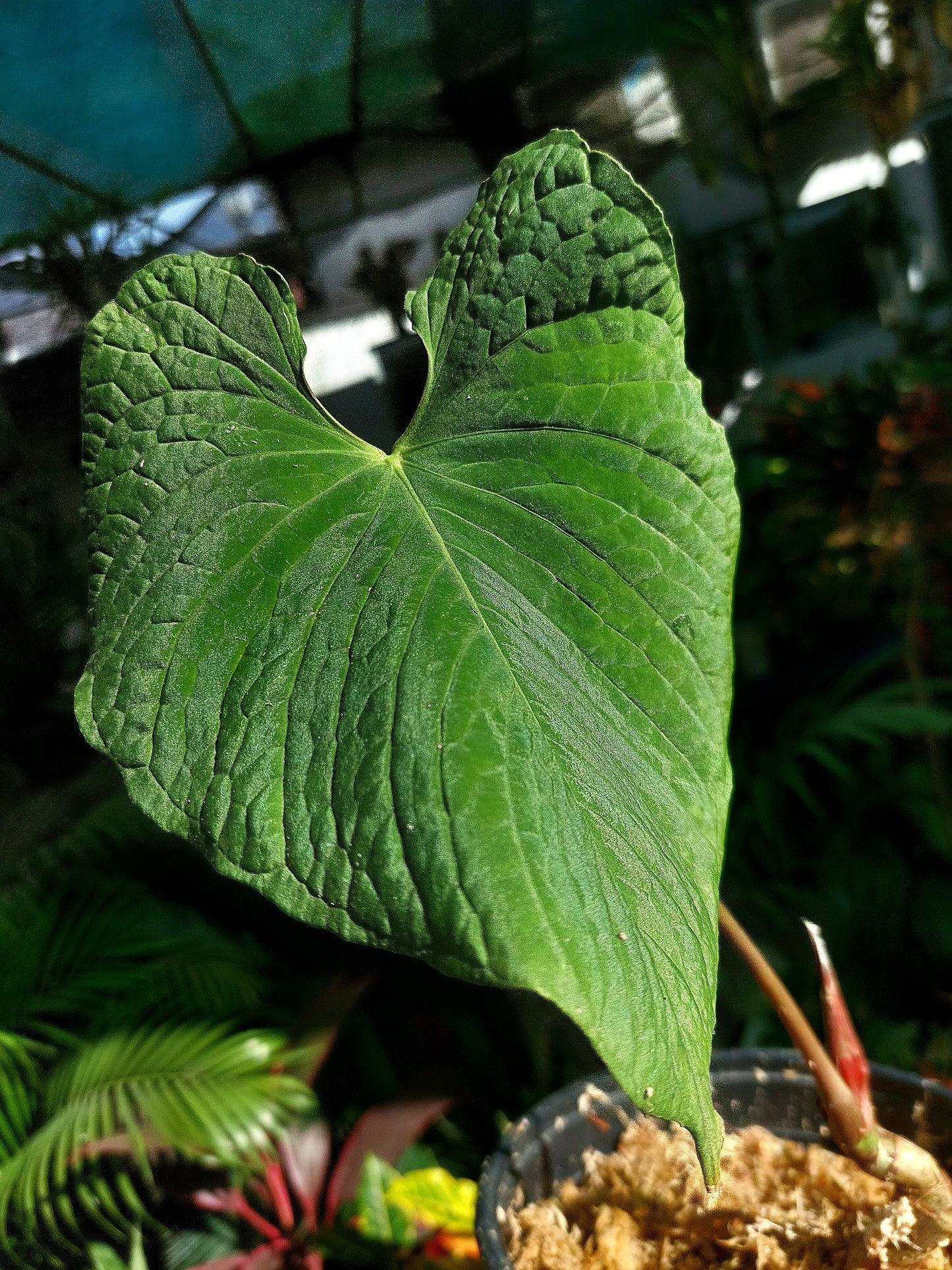 Anthurium Sp. Purple (EXACT PLANT)