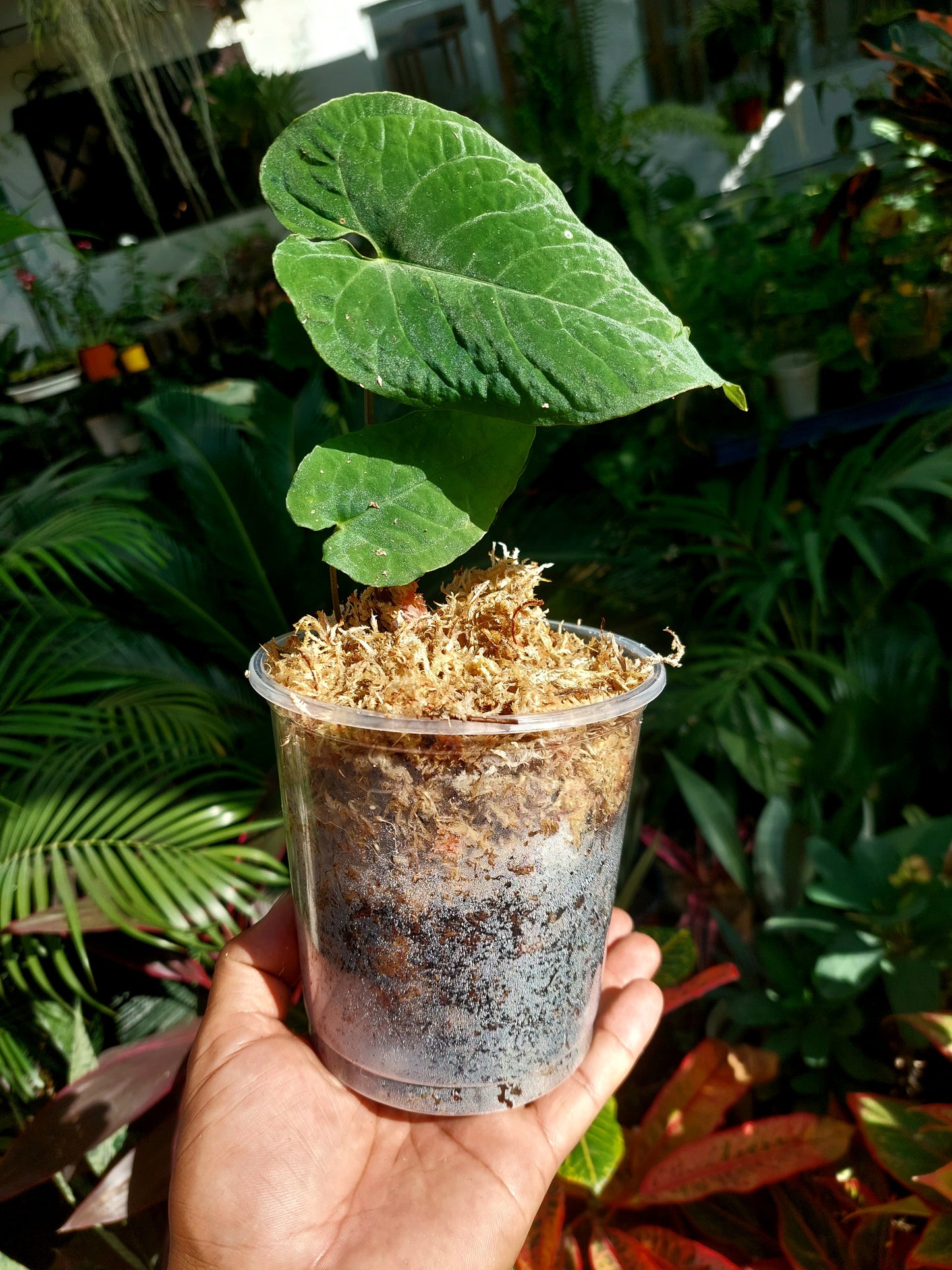 Anthurium Sp. Purple 2 Leaves A0151 (EXACT PLANT)