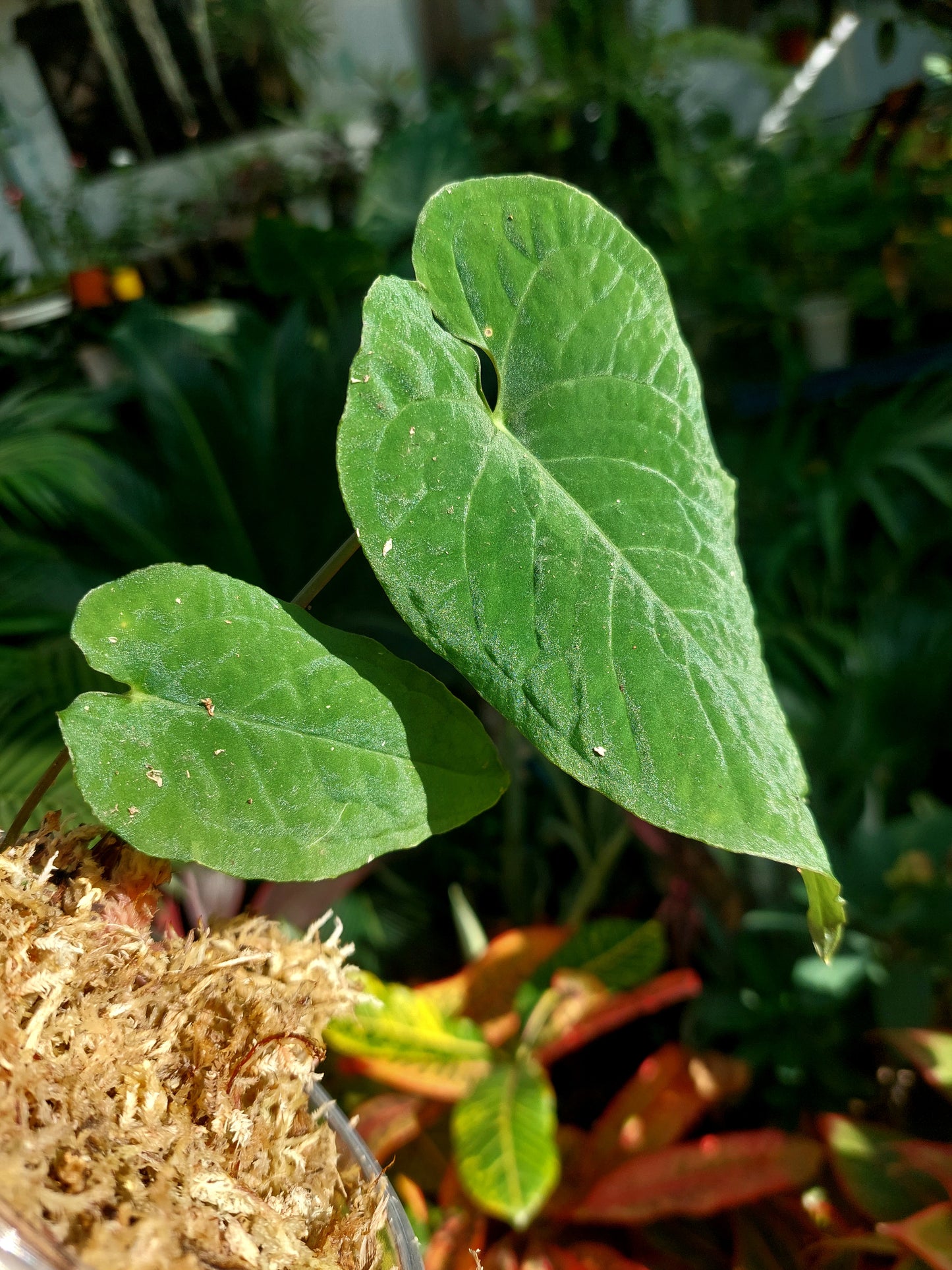 Anthurium Sp. Purple 2 Leaves A0151 (EXACT PLANT)