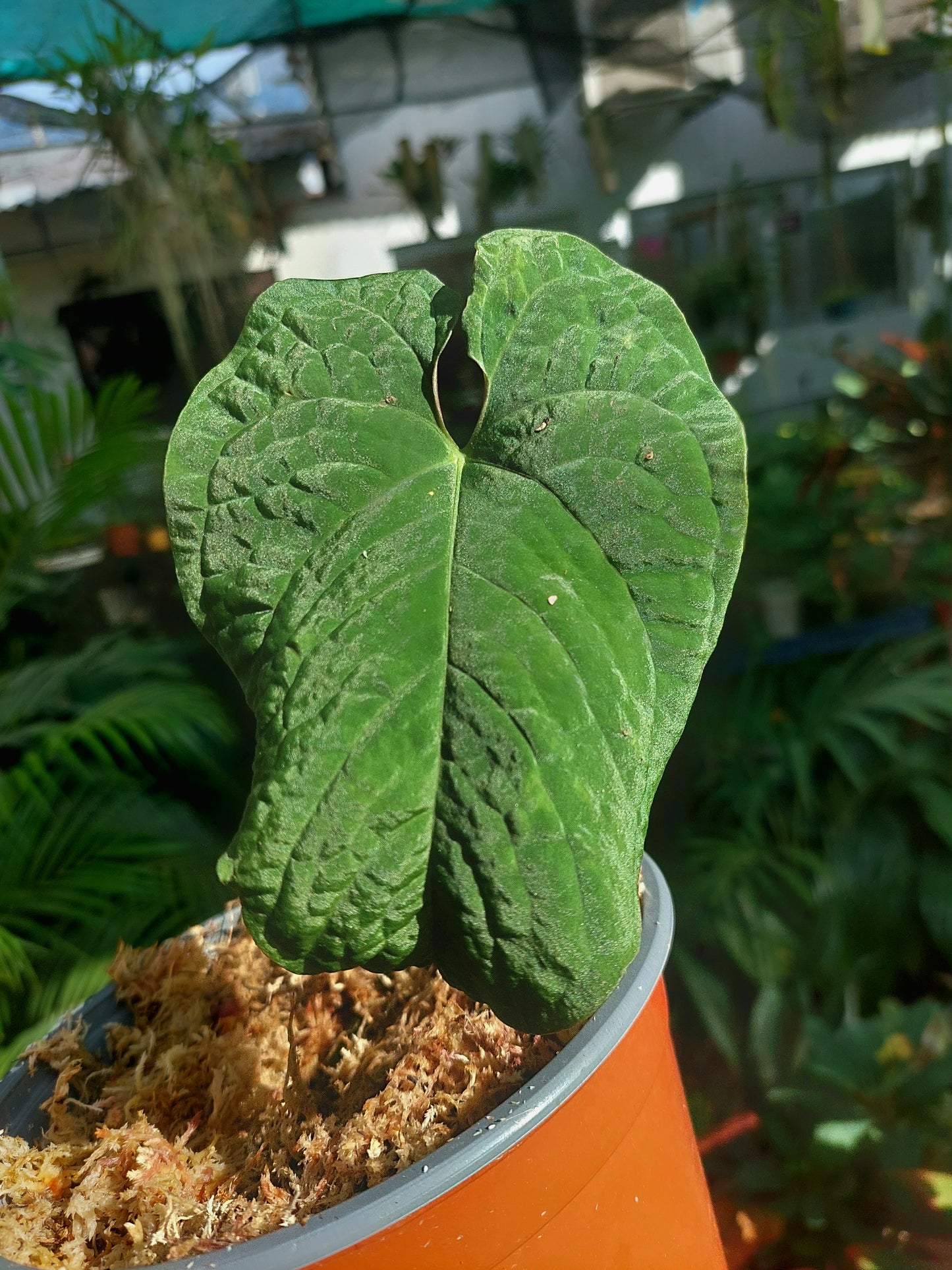 Anthurium Sp. Purple A0152 (EXACT PLANT)
