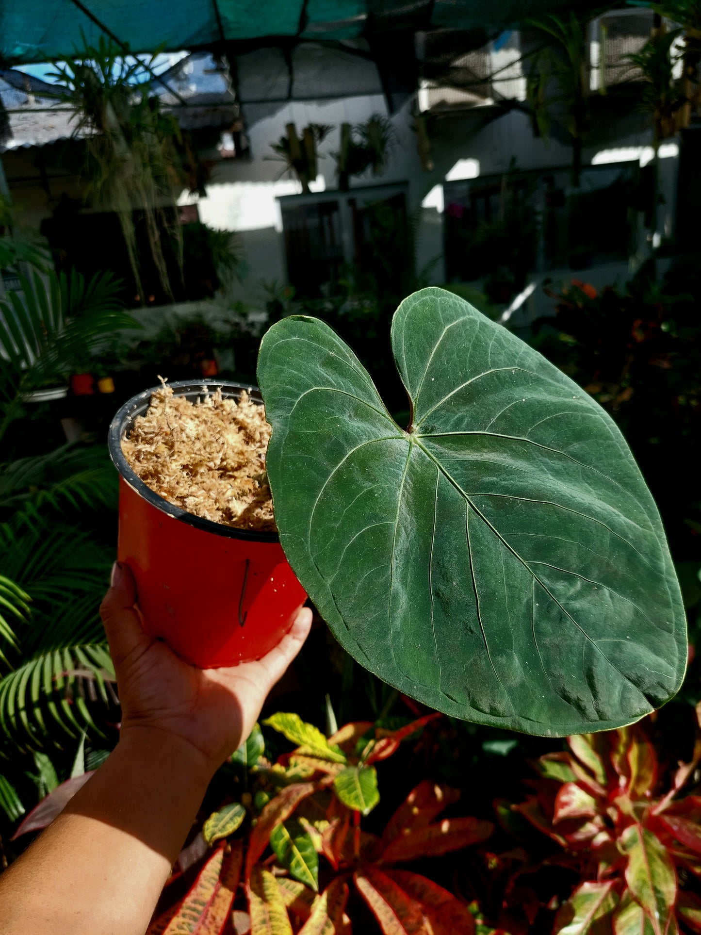 Anthurium sp. 'Huanuco Velvet' (EXACT PLANT)