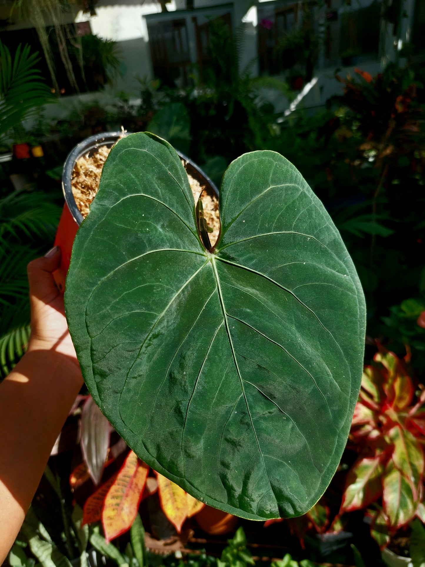 Anthurium sp. 'Huanuco Velvet' (EXACT PLANT)