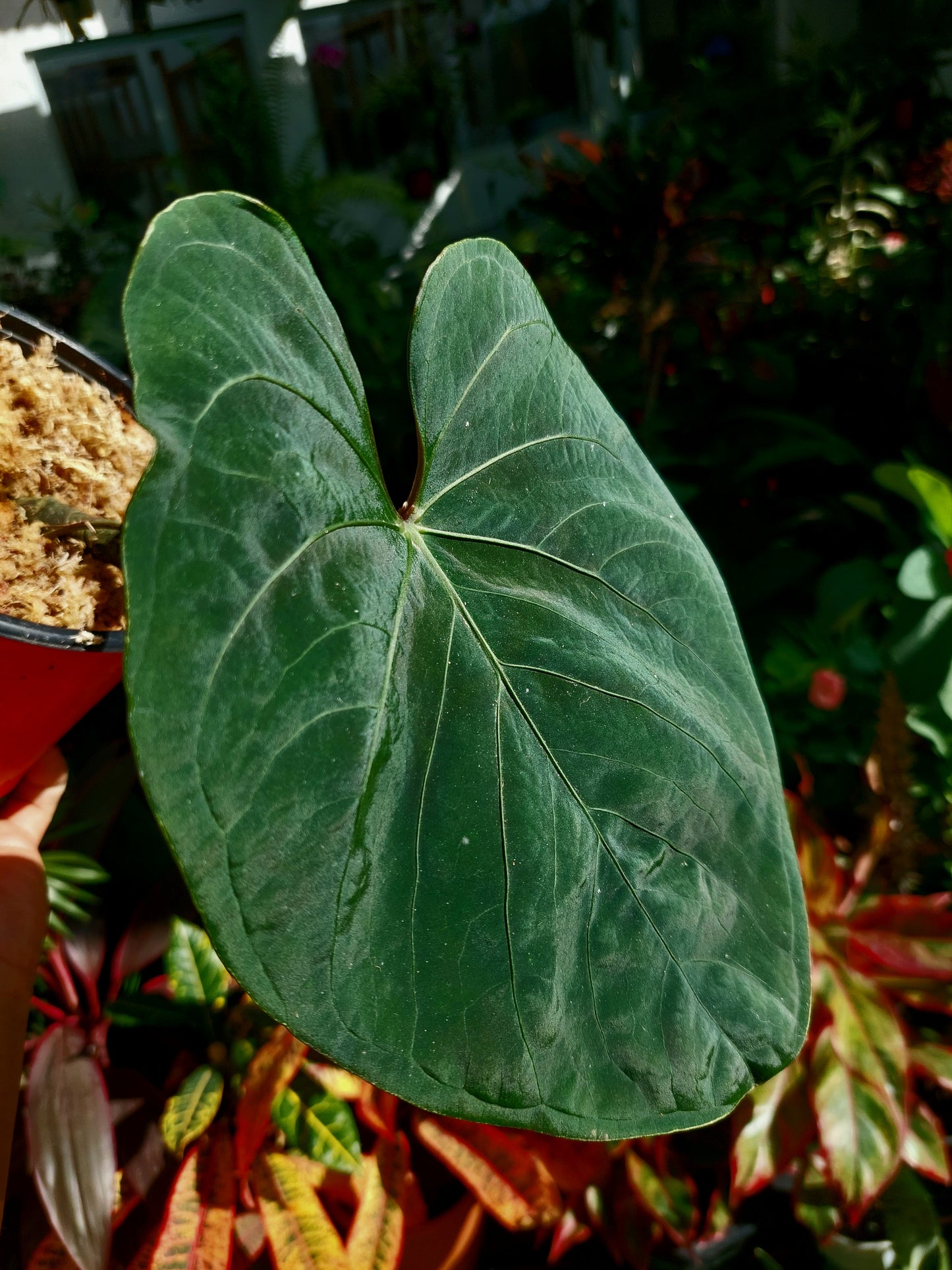 Anthurium sp. 'Huanuco Velvet' (EXACT PLANT)