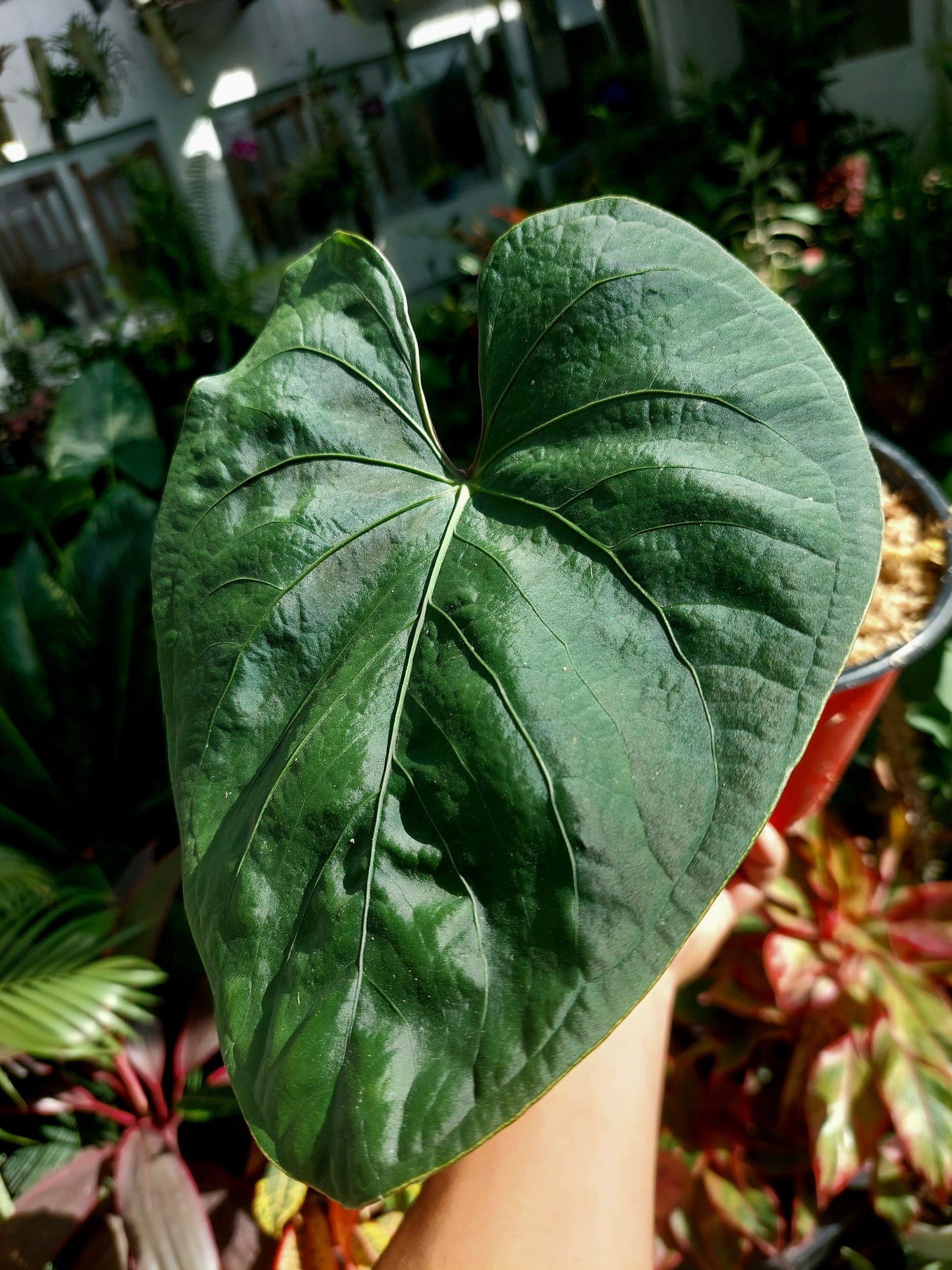 Anthurium sp. 'Huanuco Velvet' (EXACT PLANT)