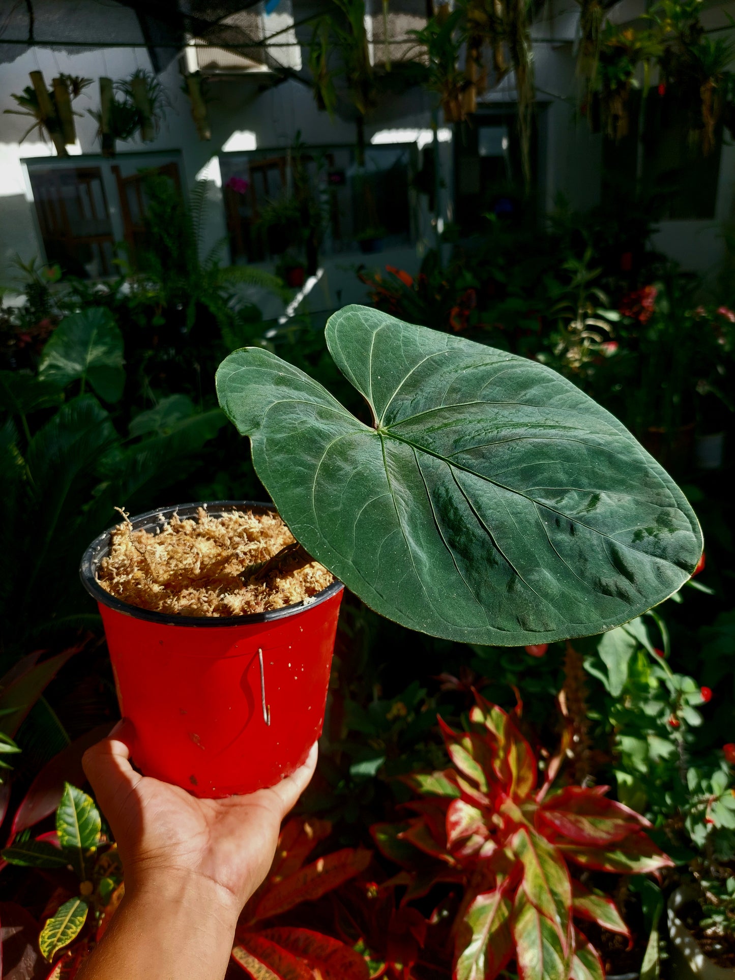 Anthurium sp. 'Huanuco Velvet' (EXACT PLANT)