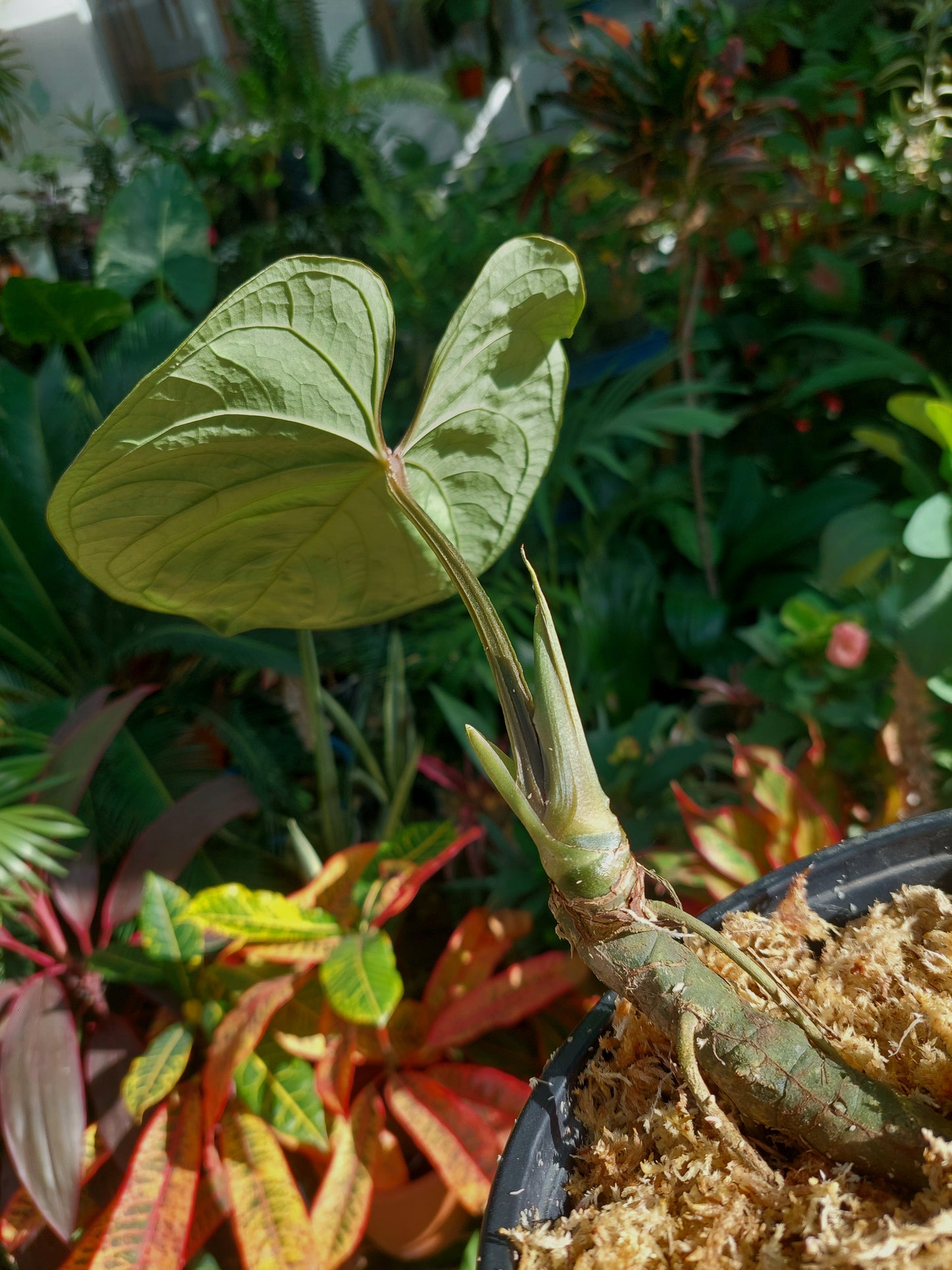 Anthurium sp. 'Huanuco Velvet' (EXACT PLANT)