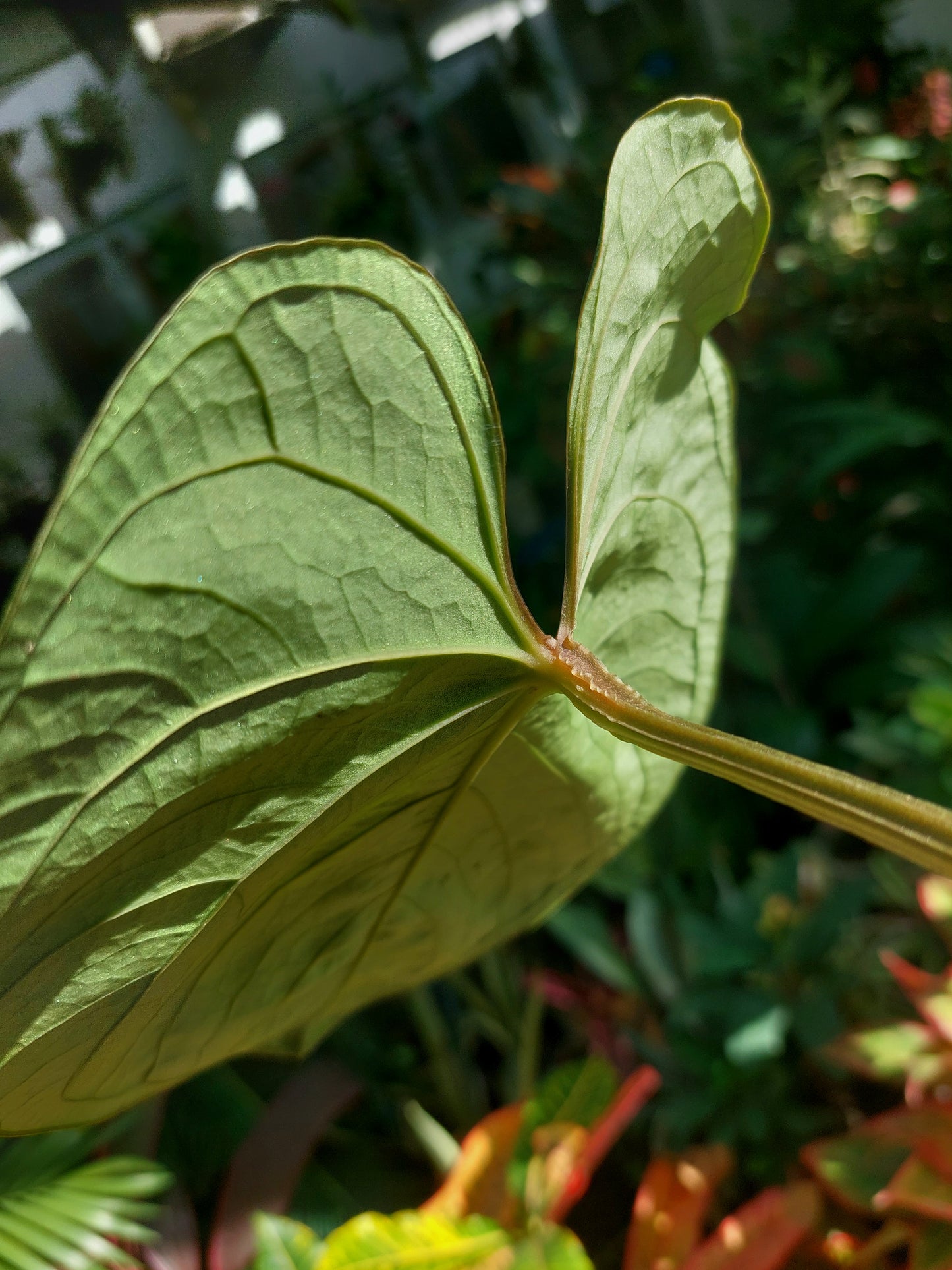 Anthurium sp. 'Huanuco Velvet' (EXACT PLANT)