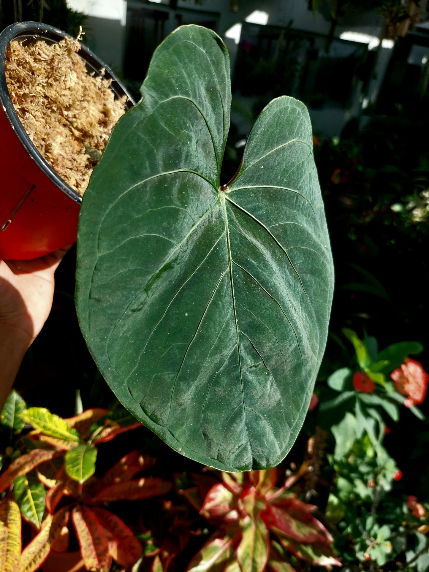 Anthurium sp. 'Huanuco Velvet' (EXACT PLANT)