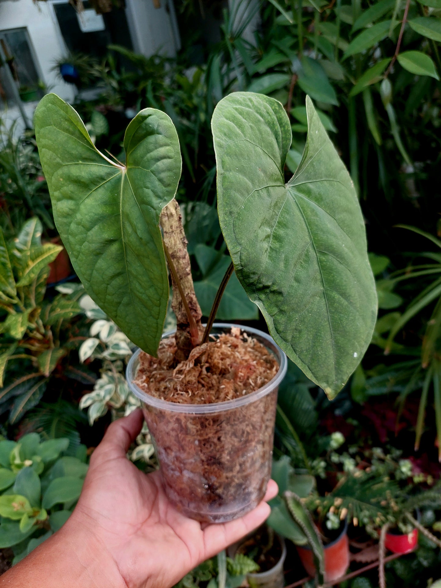 Anthurium Carpishense Velvet (EXACT PLANT)