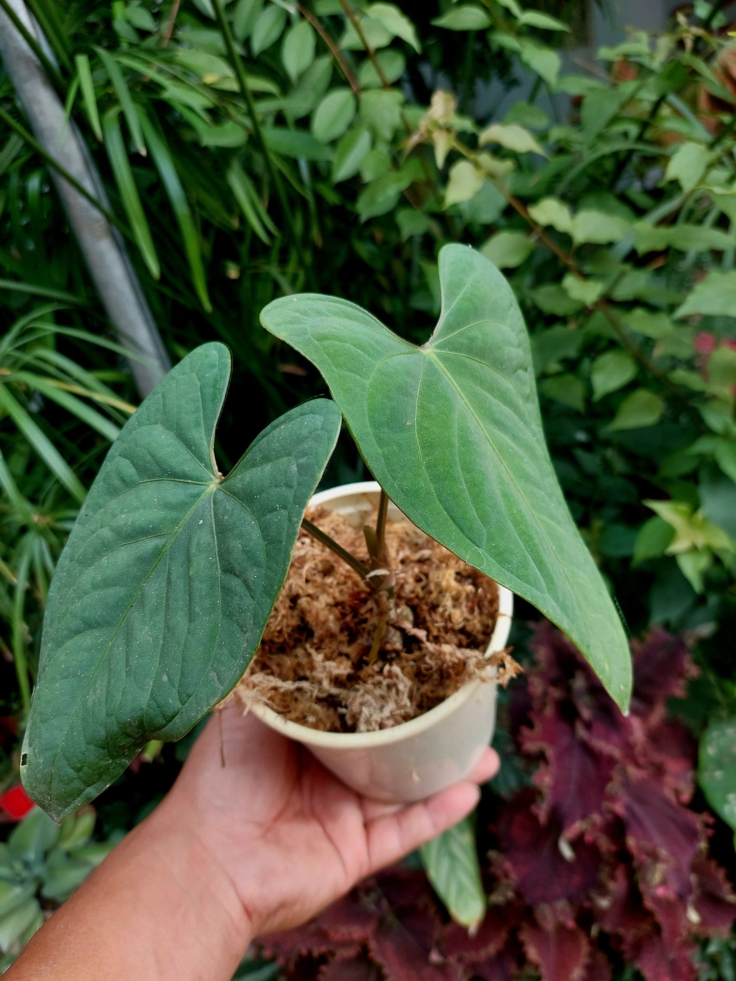Anthurium Carpishense Velvet (EXACT PLANT)