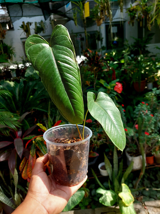 Anthurium Flavolineatum (EXACT PLANT)