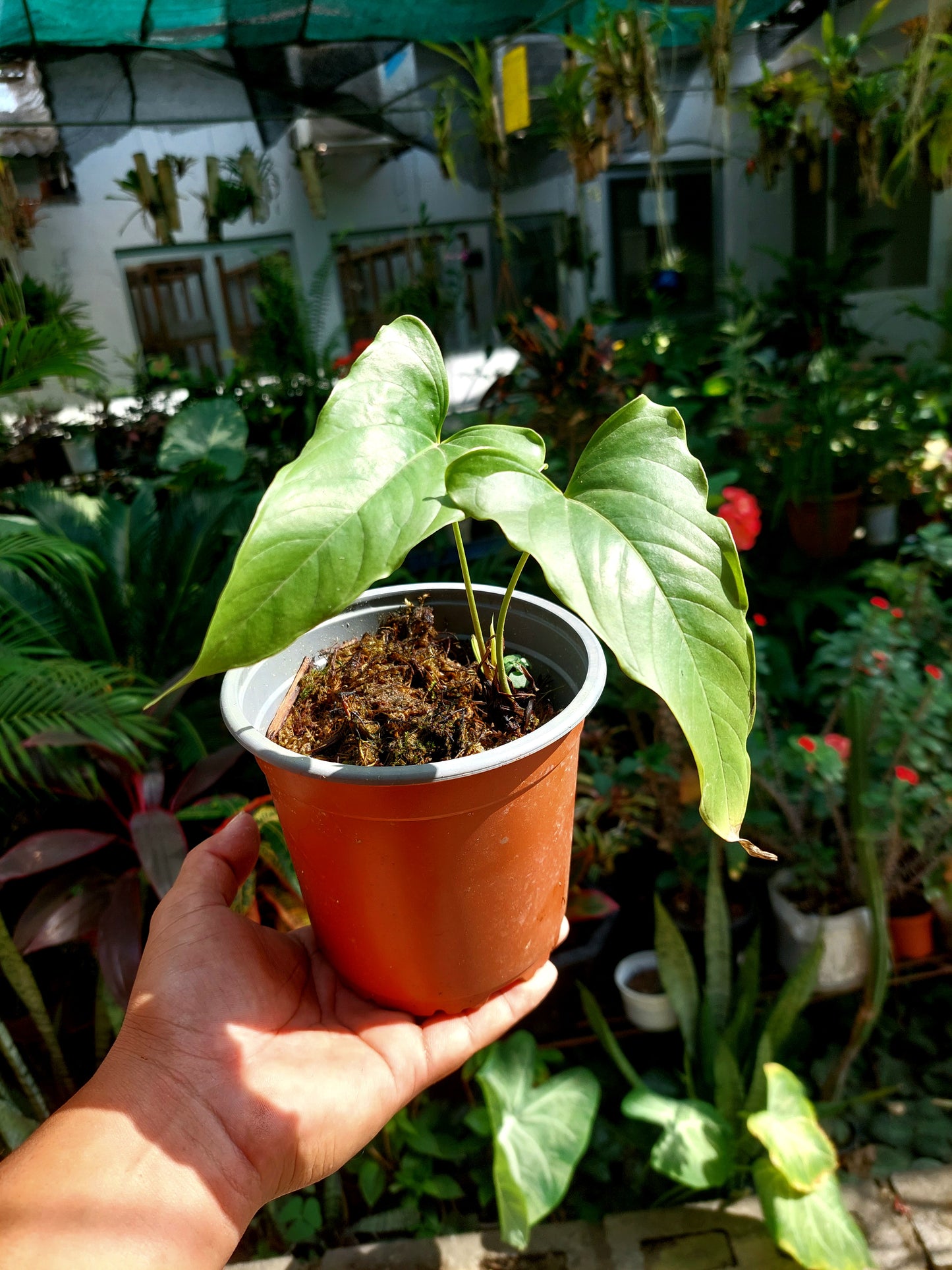 Anthurium Flavolineatum (EXACT PLANT)