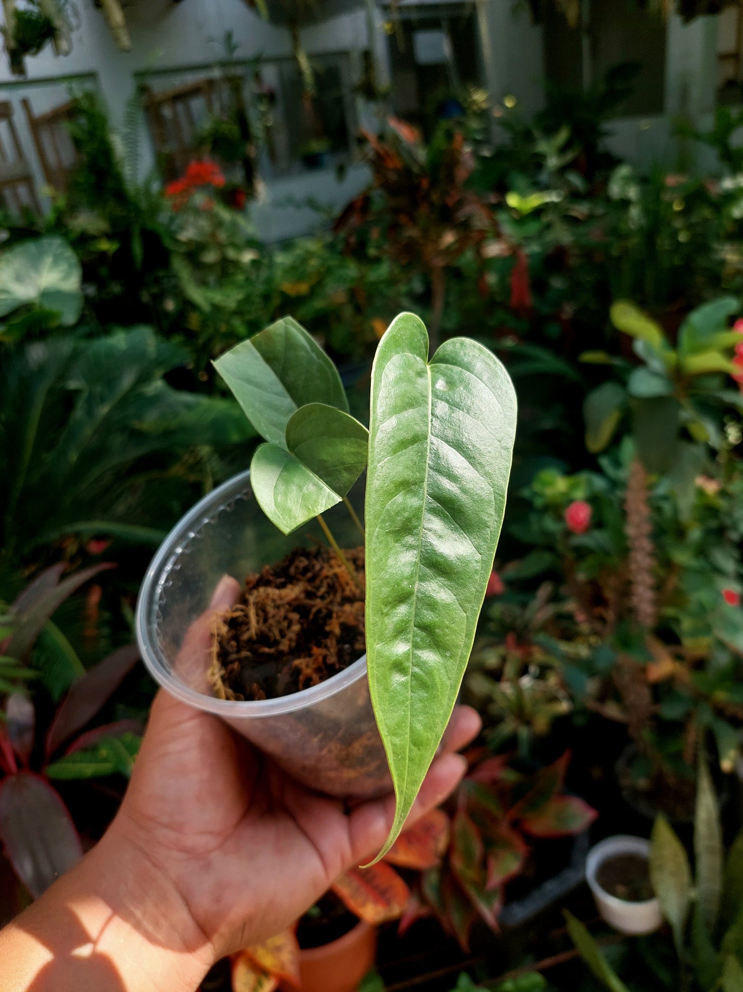 Anthurium Flavolineatum (EXACT PLANT)