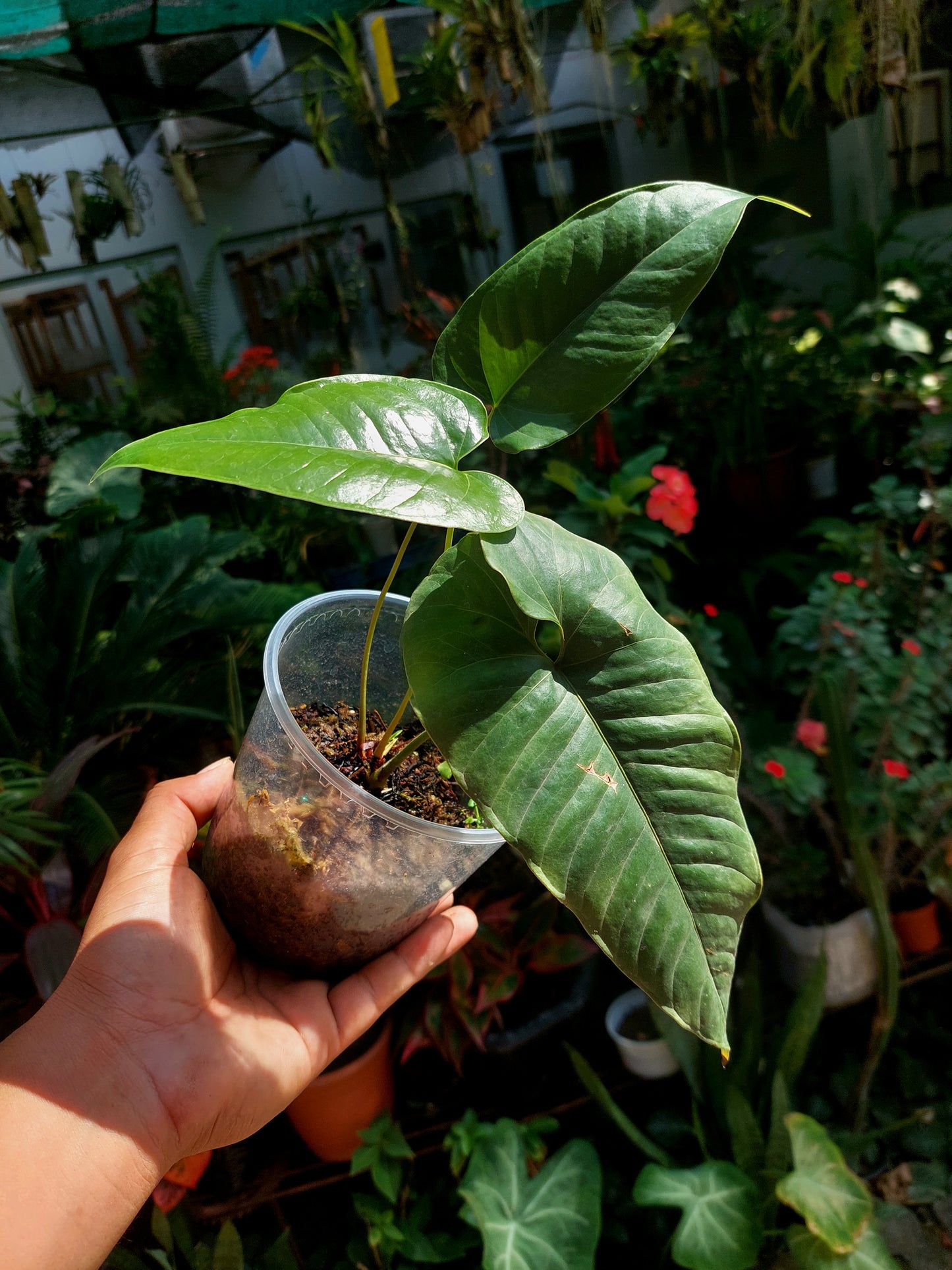 Anthurium Flavolineatum (EXACT PLANT)