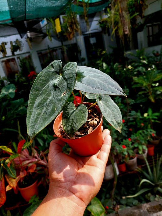 Anthurium Black Velvet Eastern Panama (BVEP) (EXACT PLANT)