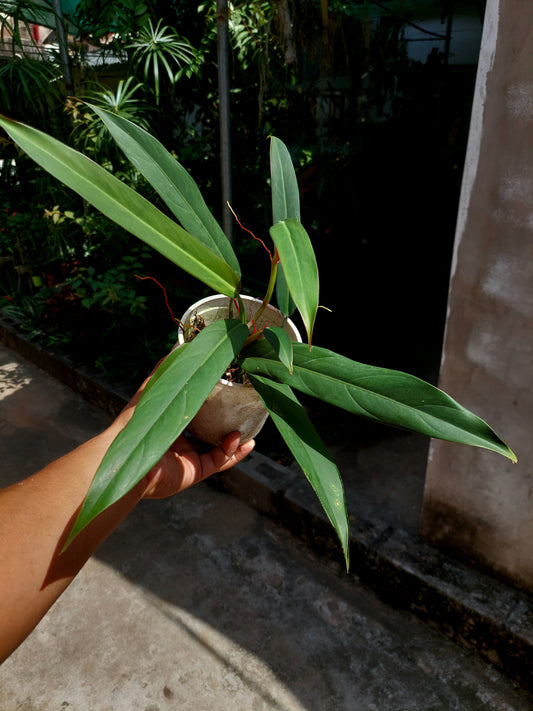 Philodendron Bicolor (EXACT PLANT)