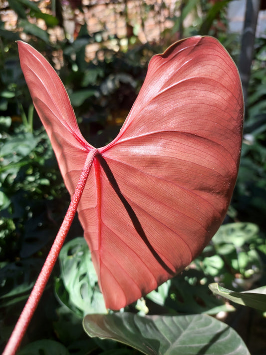 Philodendron Lynamii with 5 Leaves (EXACT PLANT)