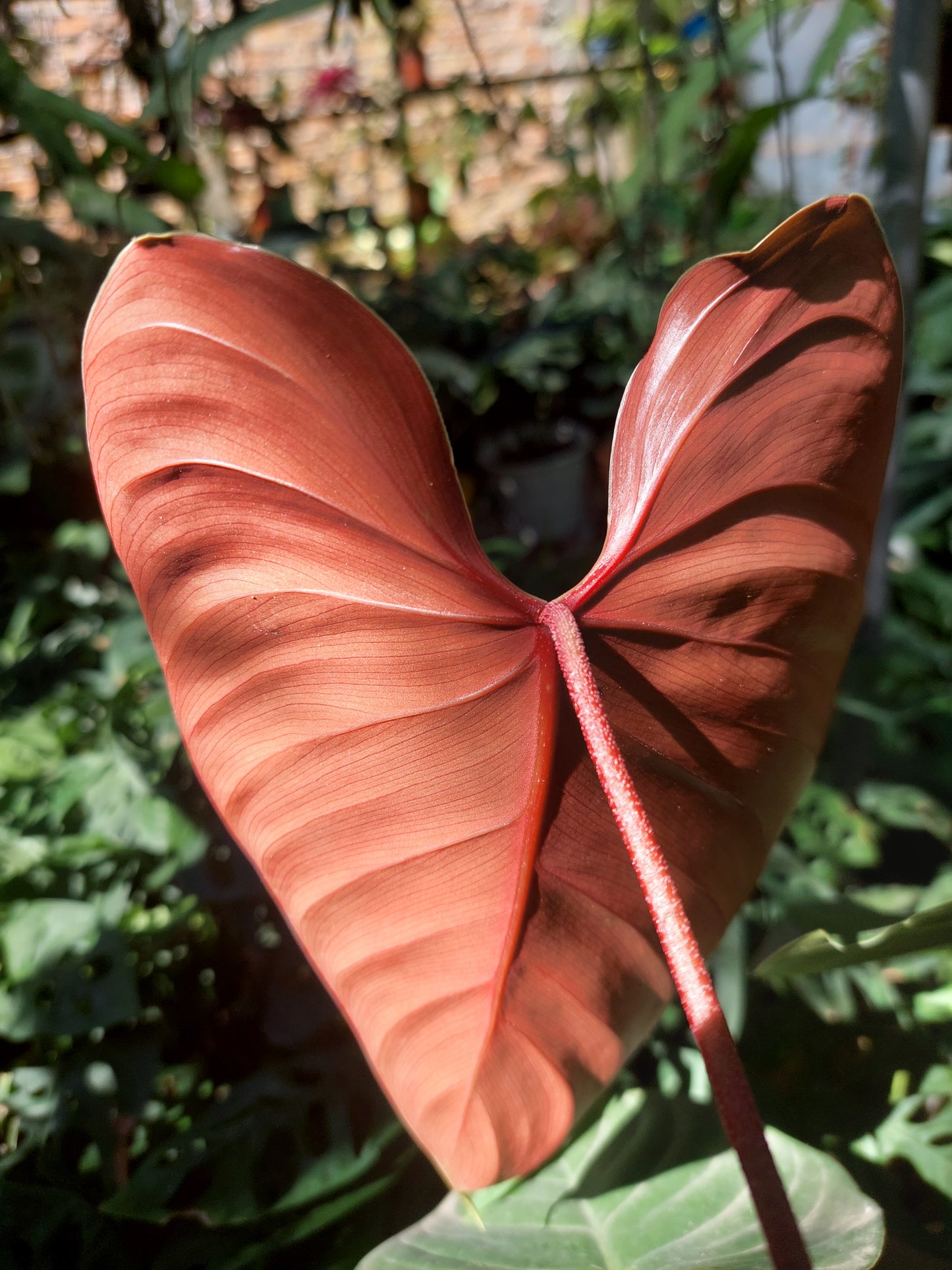 Philodendron Lynamii with 5 Leaves (EXACT PLANT)