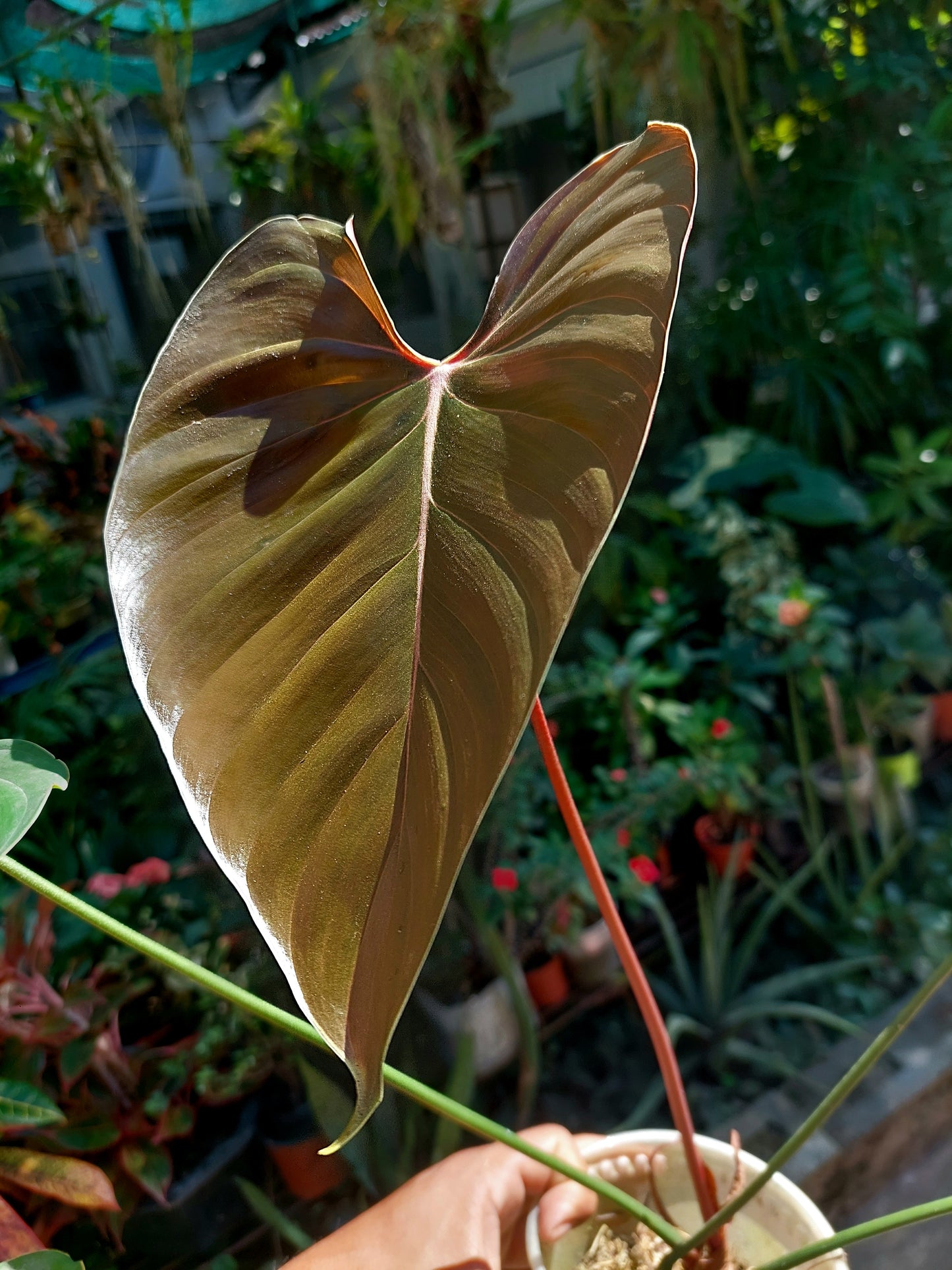 Philodendron Lynamii with 5 Leaves (EXACT PLANT)