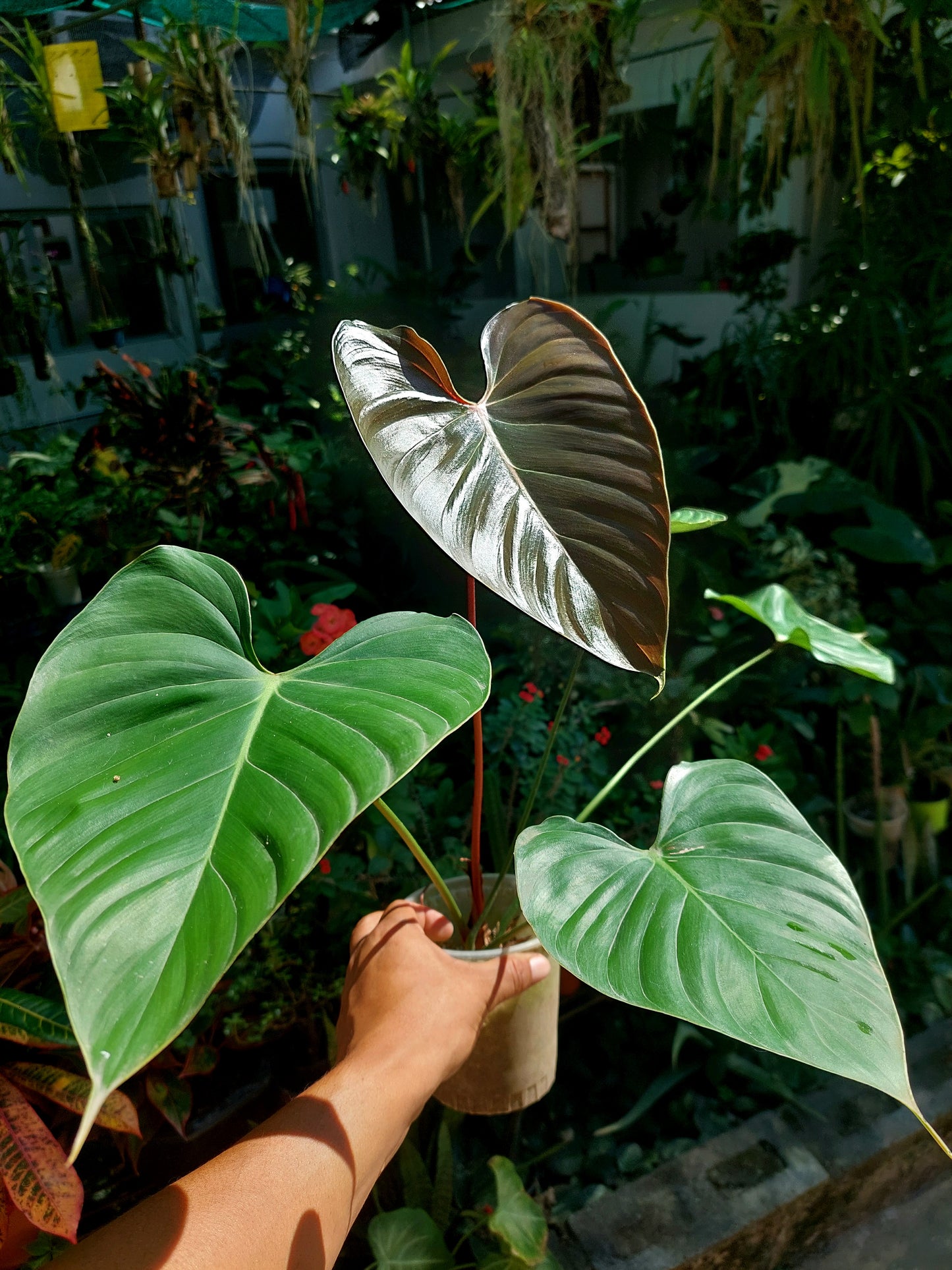 Philodendron Lynamii with 5 Leaves (EXACT PLANT)