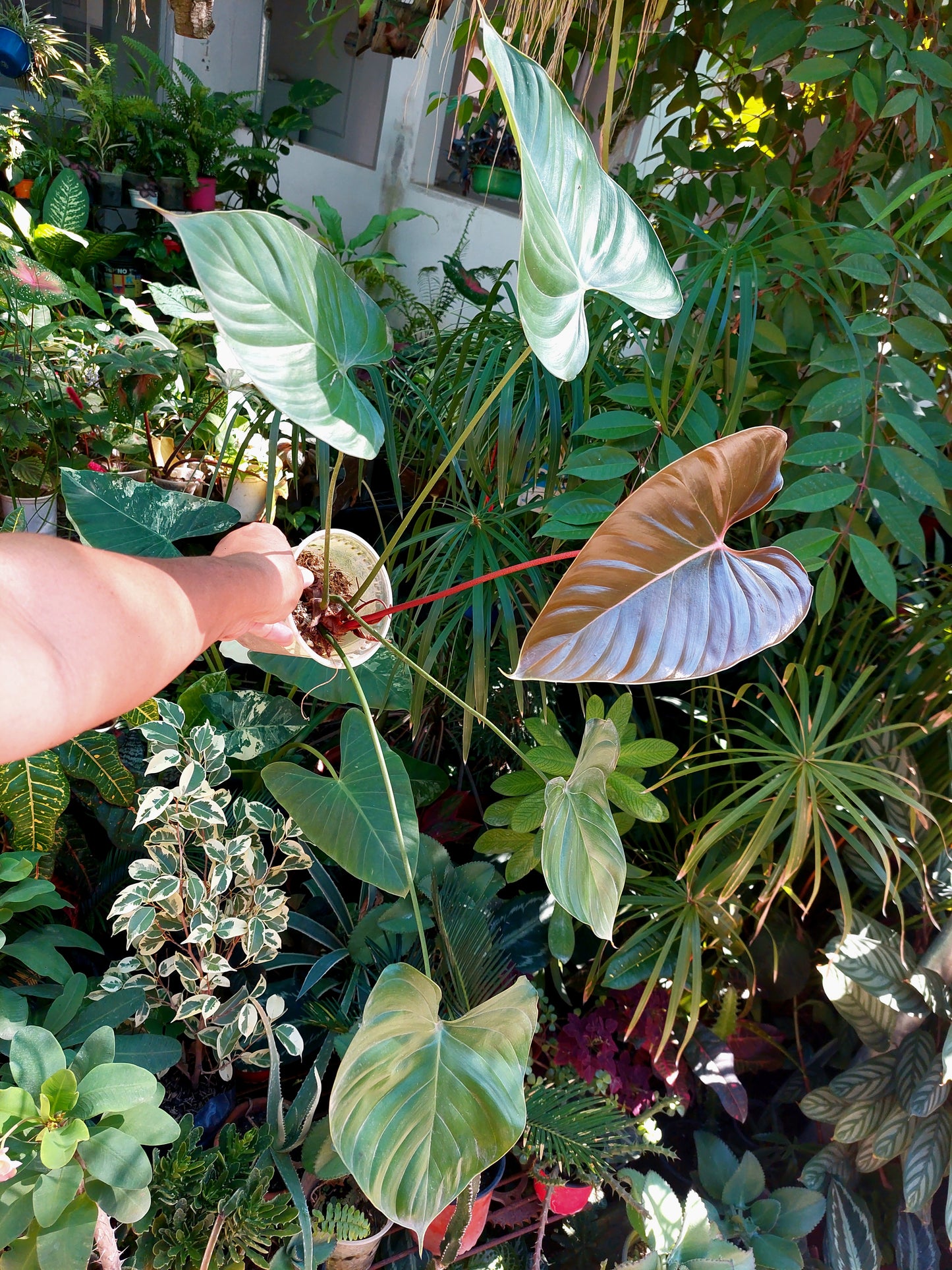 Philodendron Lynamii with 5 Leaves (EXACT PLANT)