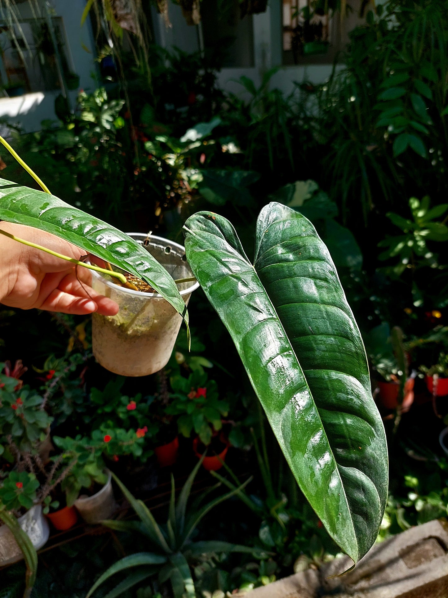 Philodendron Felix (EXACT PLANT)