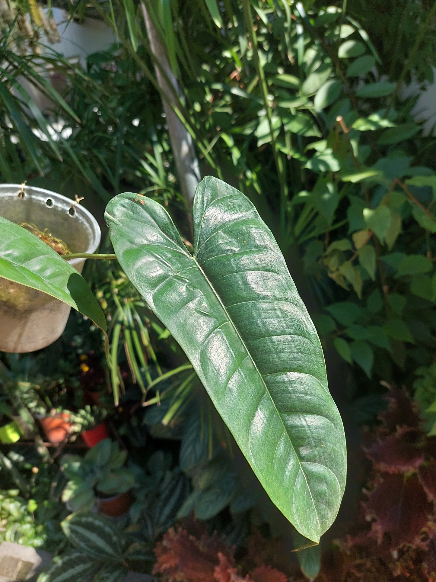 Philodendron Felix (EXACT PLANT)