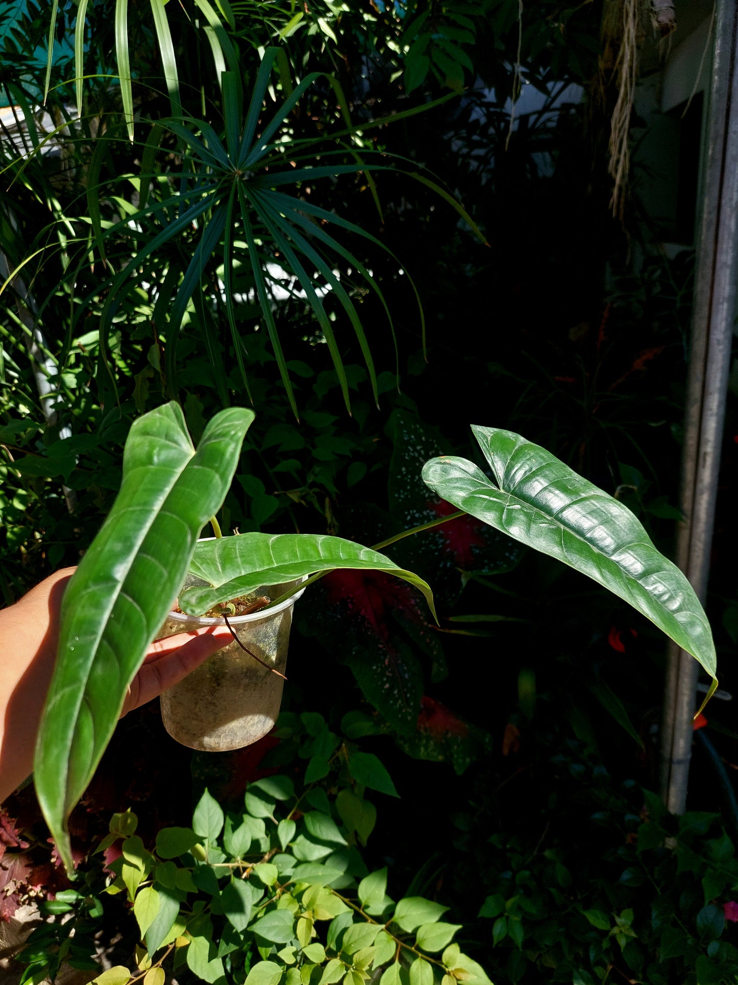 Philodendron Felix (EXACT PLANT)