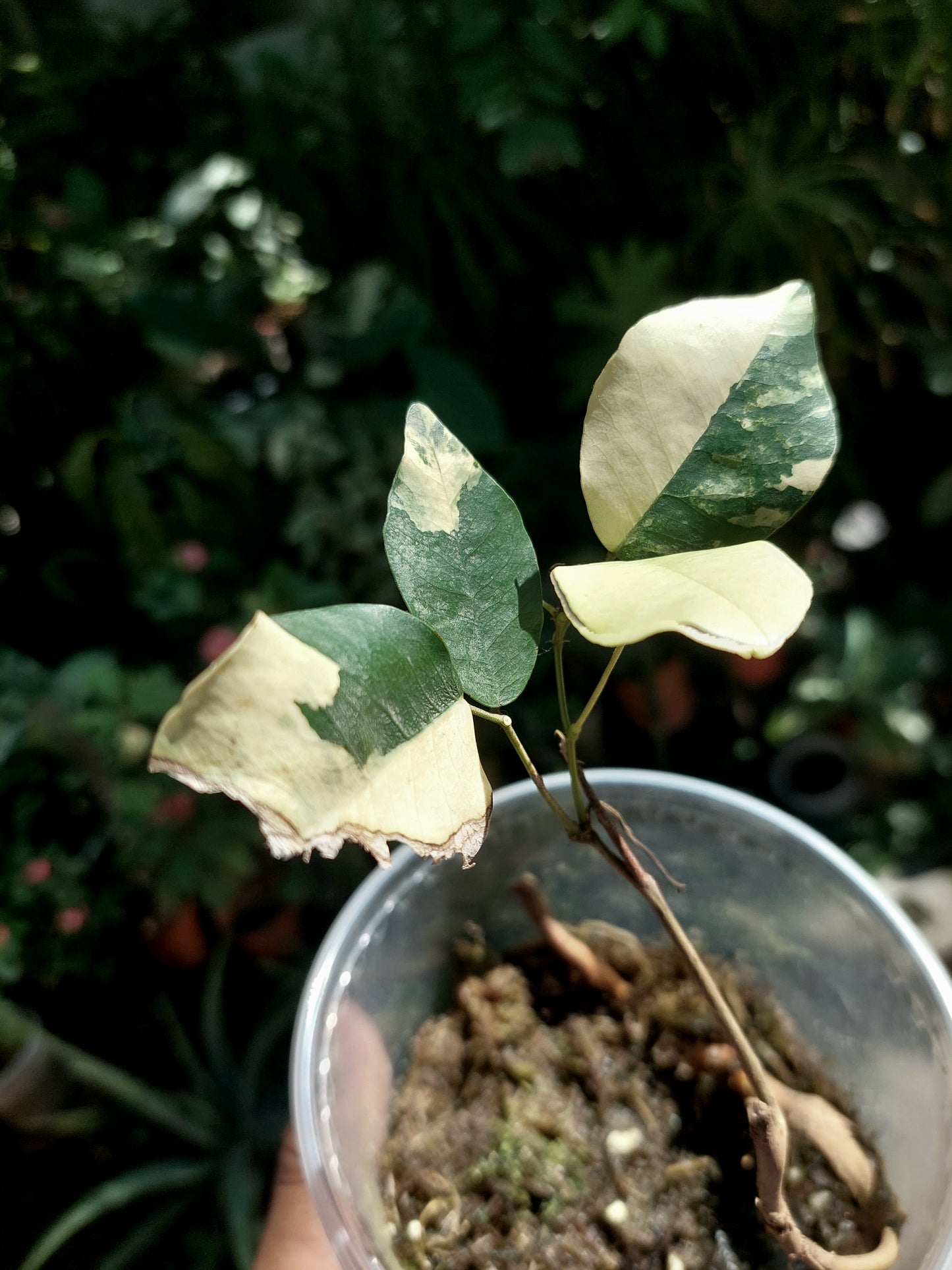 Variegated Pre-Bonsai Wild Ecotype - Amazon Plants Peru NO ID 001 (EXACT PLANT)